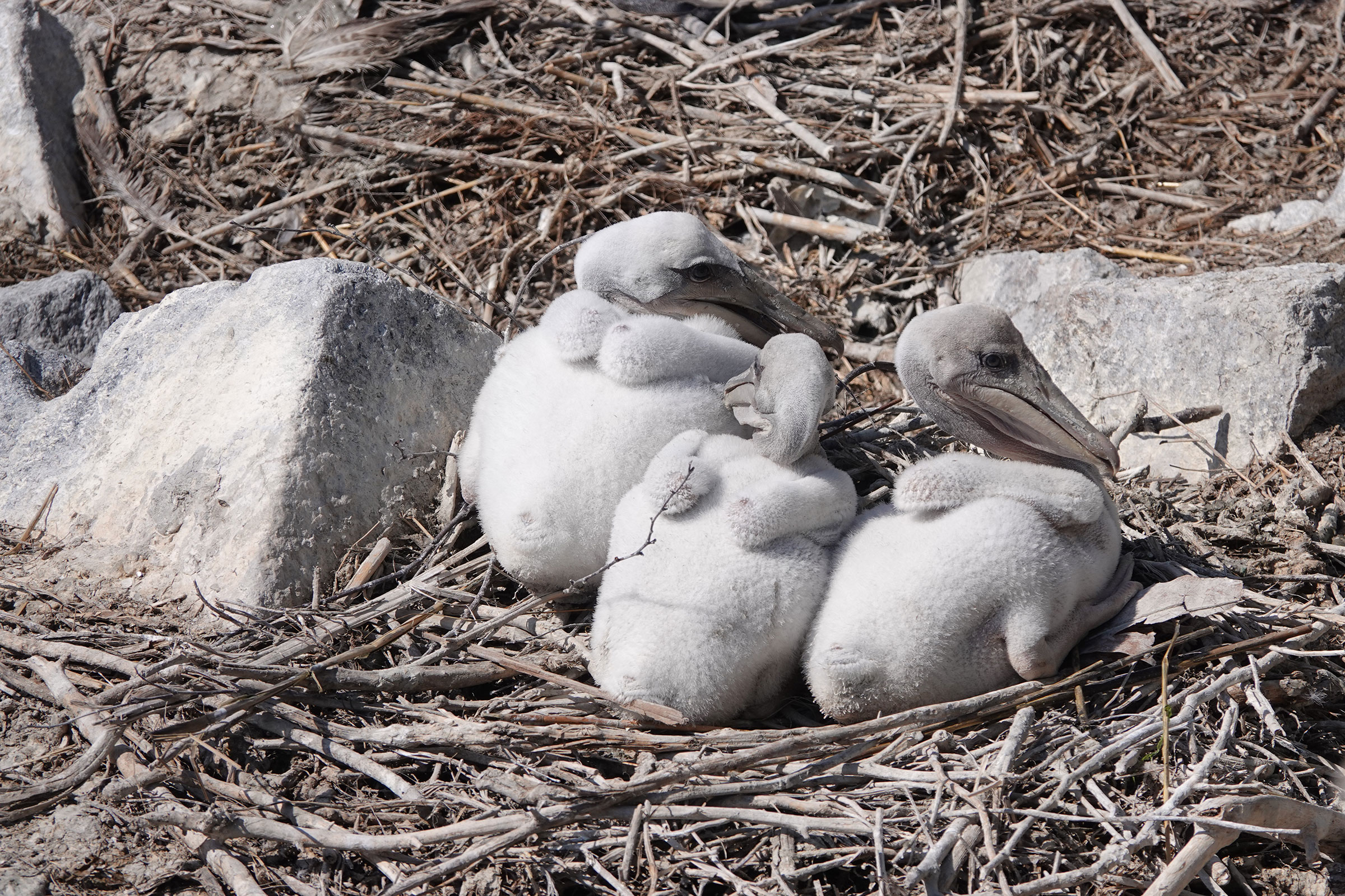 Brown Pelican - Nestlings, photo by June McDaniels