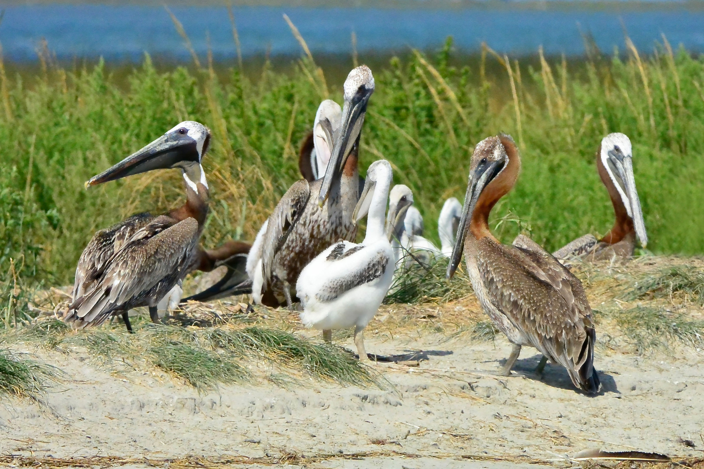 Brown Pelican - Juvenile with adults, photo by Seth Honig