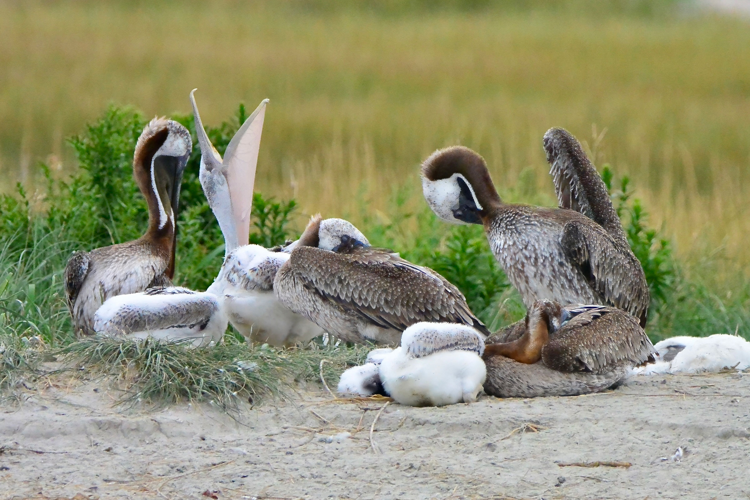 Brown Pelican - Juvenile begging, photo by Seth Honig