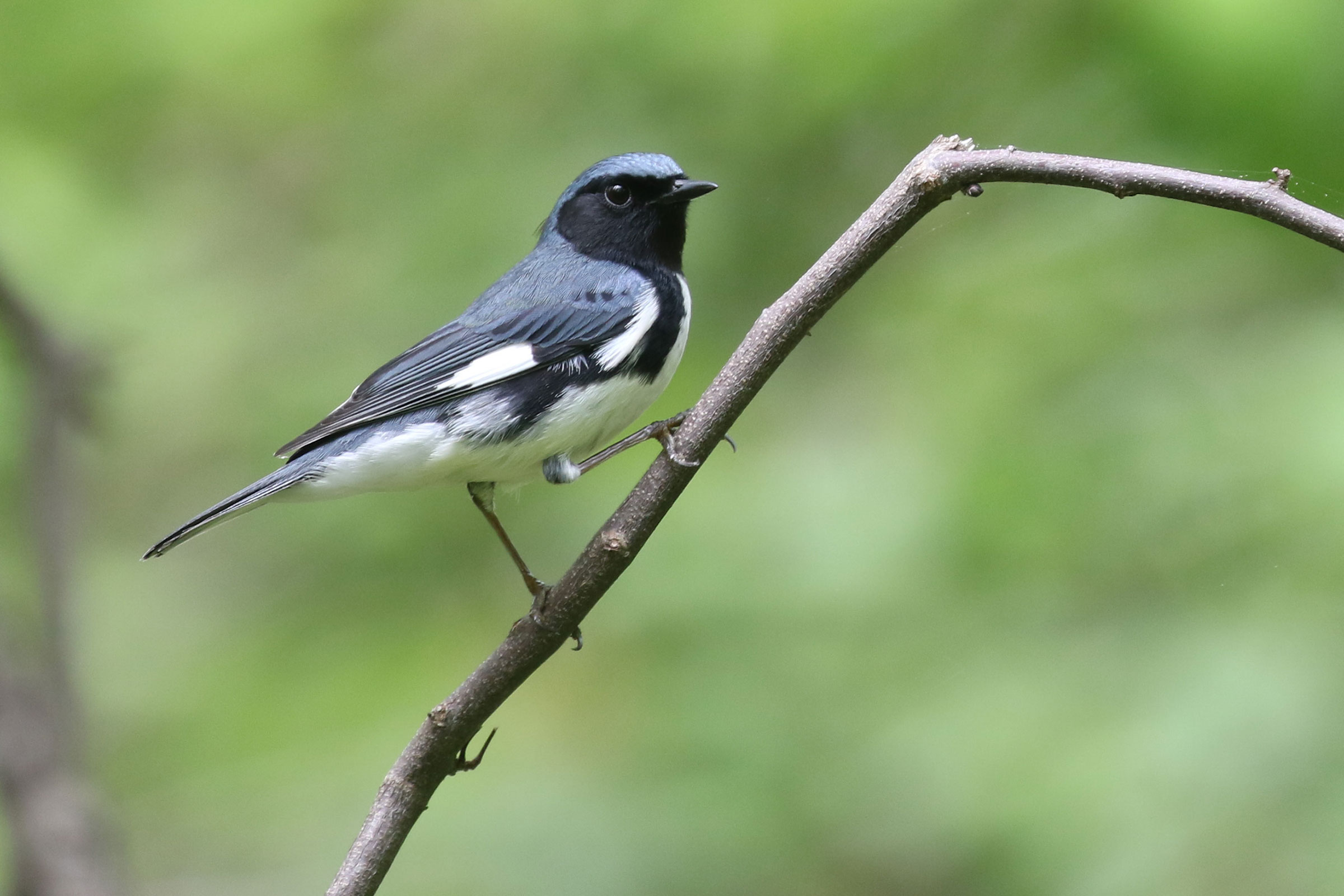 Black-throated Blue Warbler - Adult male, photo by Baxter Beamer