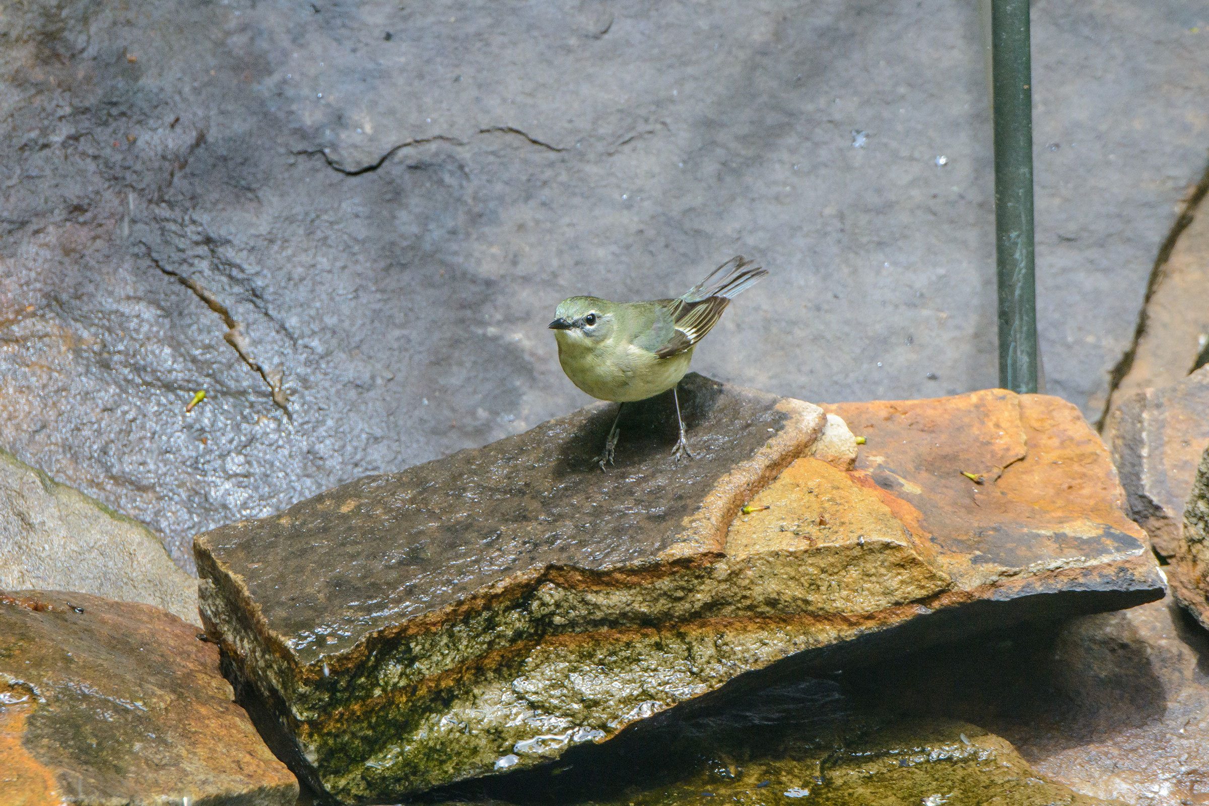 Black-throated Blue Warbler - Adult female, photo by Naseem Reza