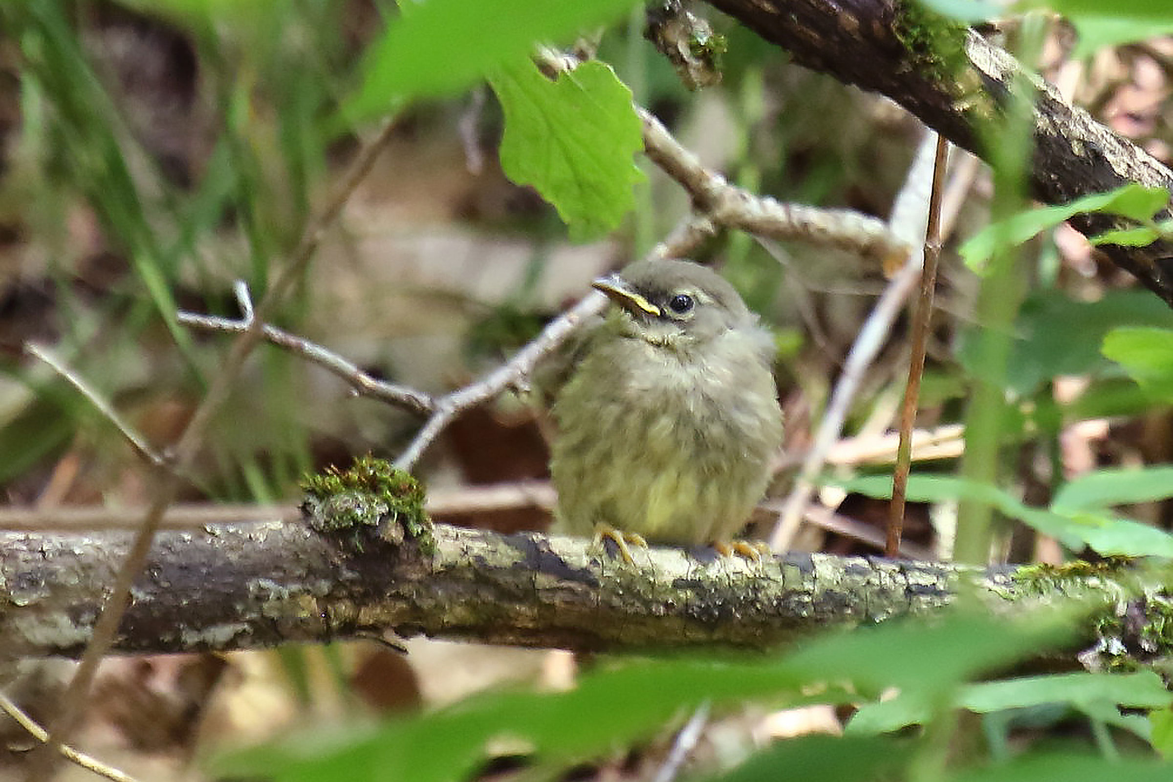 Black-throated Blue Warbler - Juvenile, photo by William Leigh
