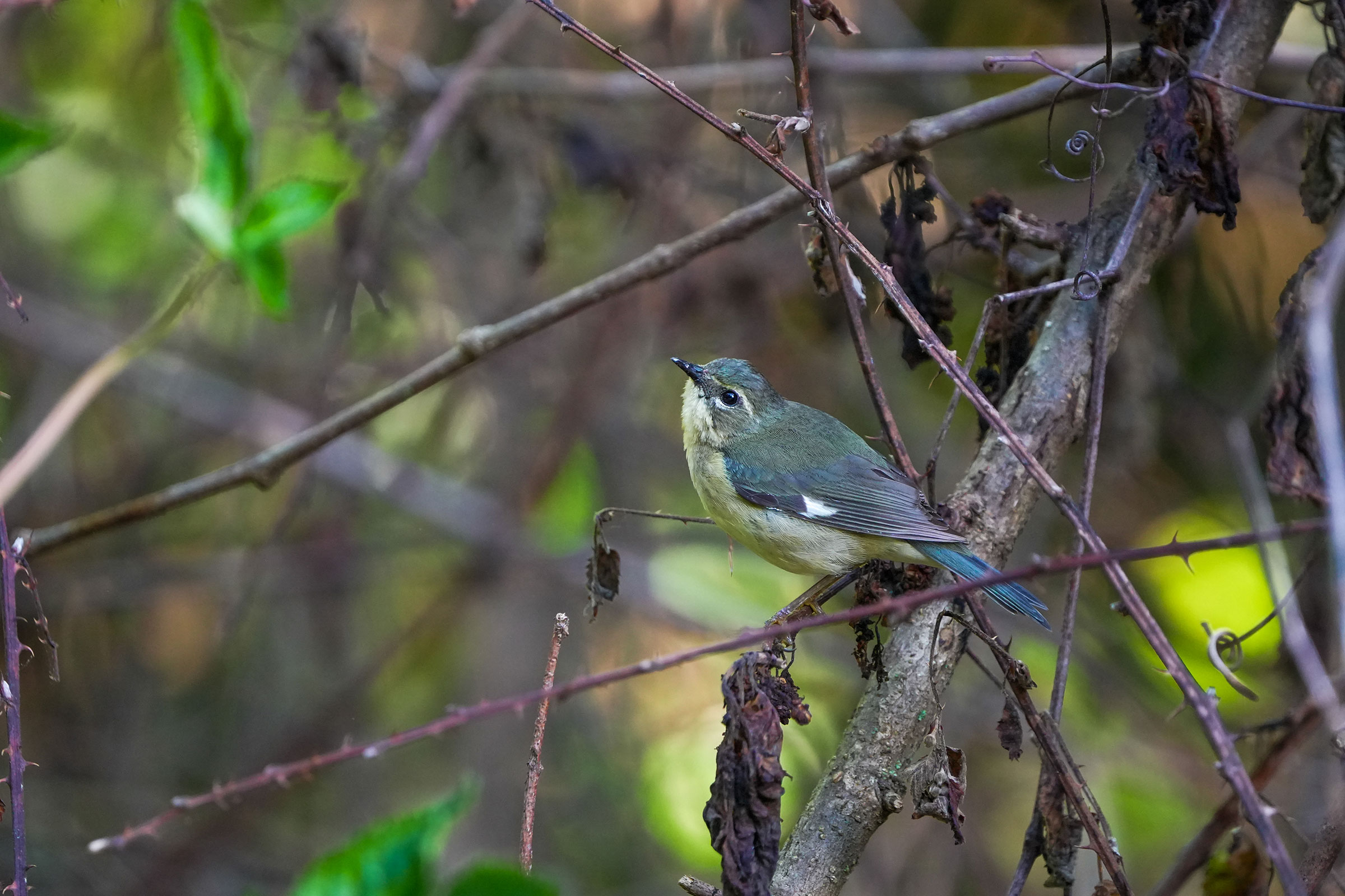 Black-throated Blue Warbler - First-year spring male, photo by TJ Byrd