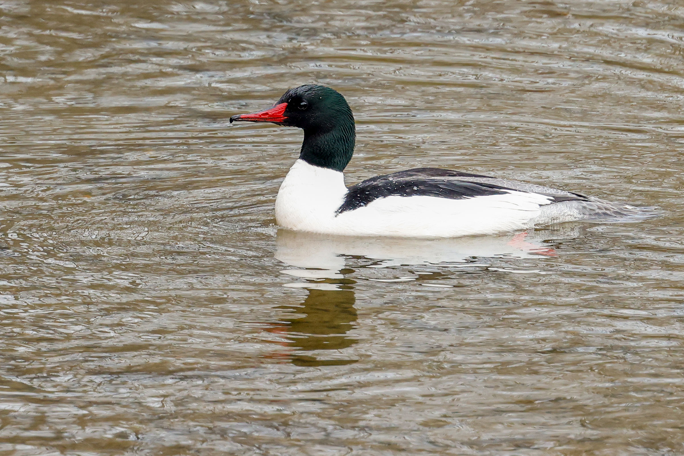 Common Merganser - Adult male, photo by Baxter Beamer