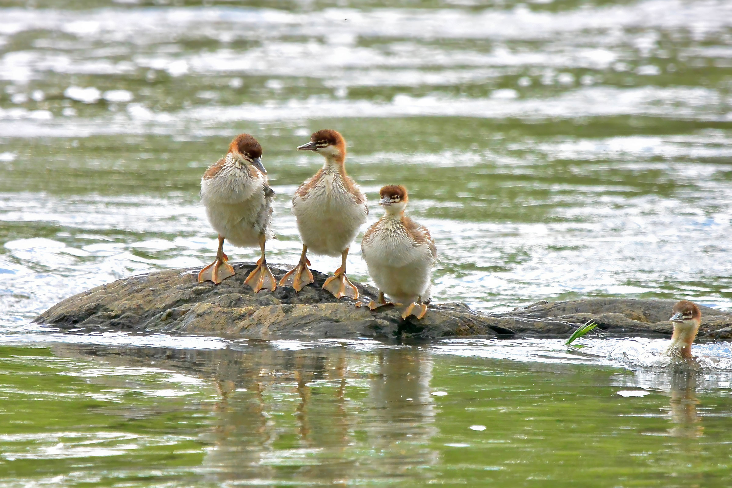 Common Merganser - Juveniles, photo by Seth Honig