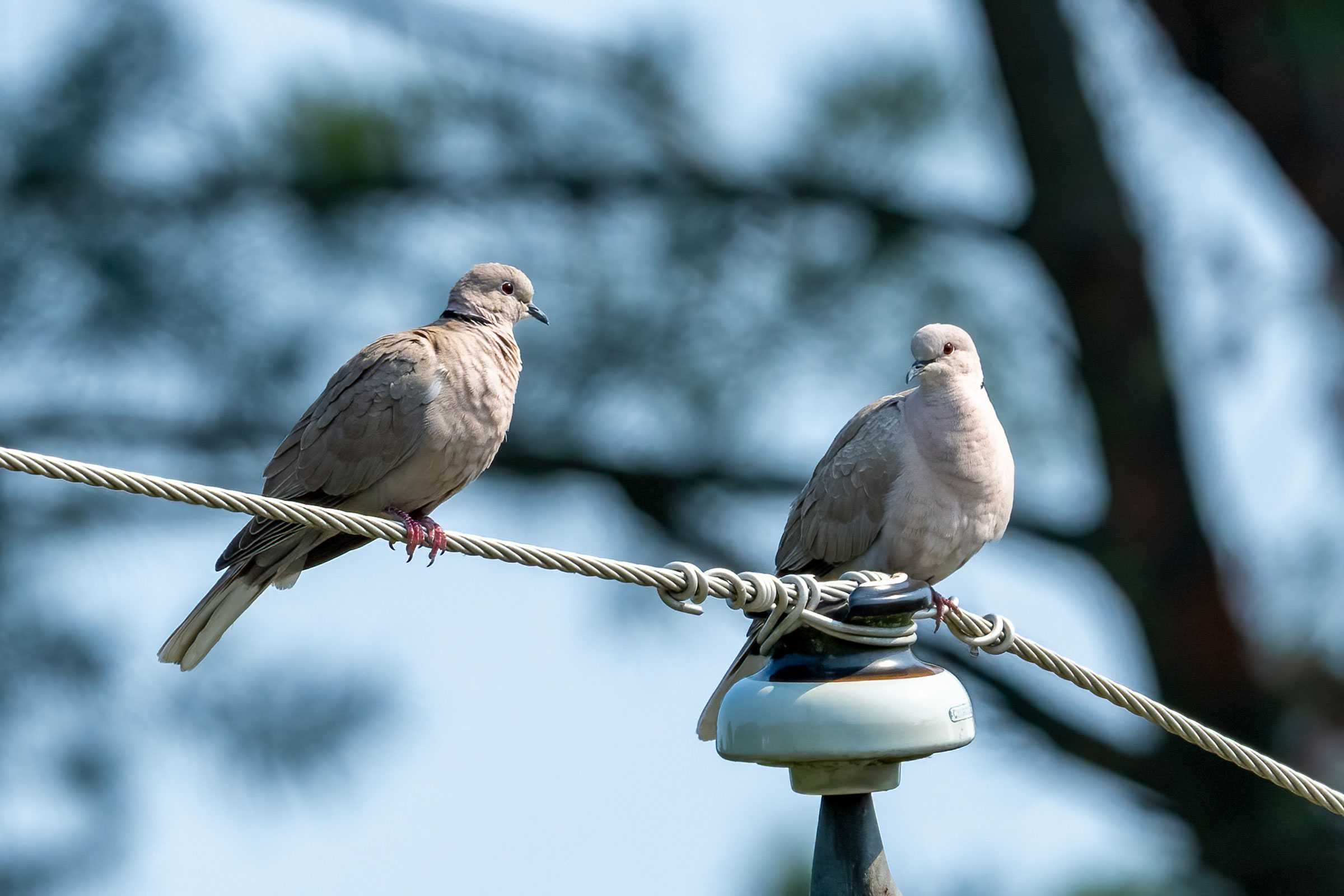 Eurasian Collared-Dove - Adults, photo by Garland Kitts