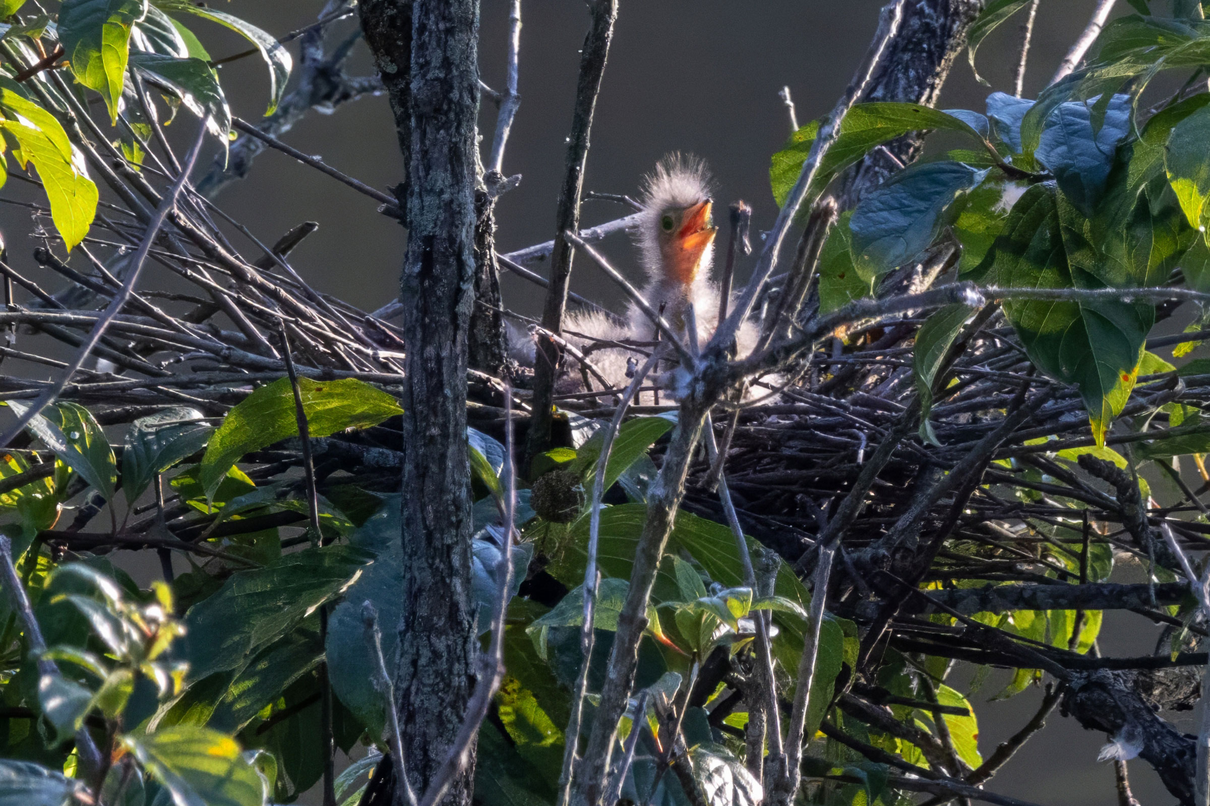 Green Heron - Very young nestlings, photo by Megan Rollins