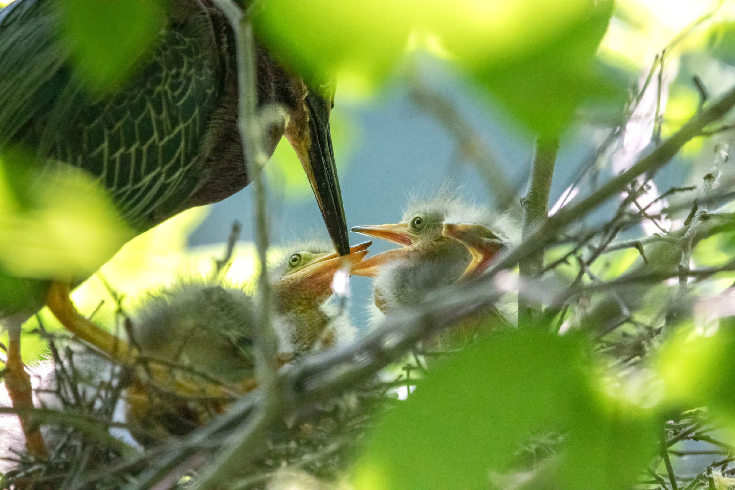 Green Heron - Adult feeding young nestlings, photo by Megan Rollins