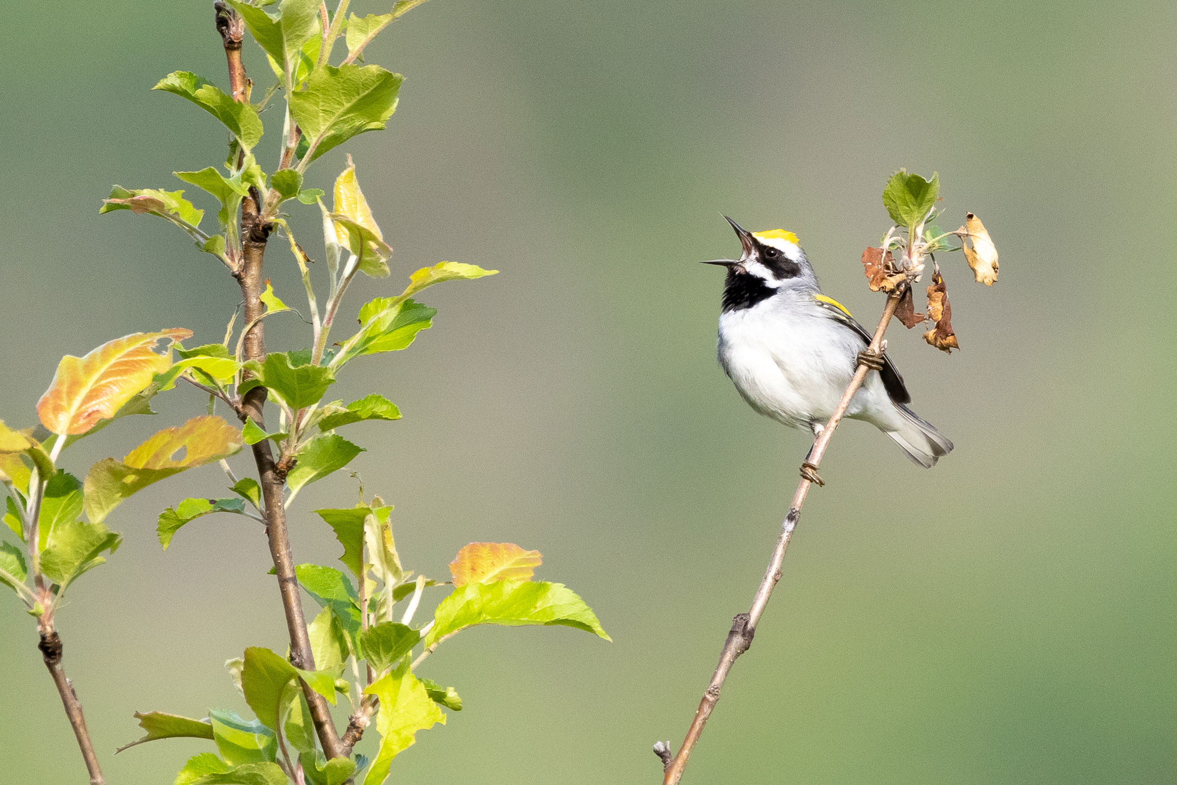 Golden-winged Warbler - Adult male singing, photo by Baxter Beamer