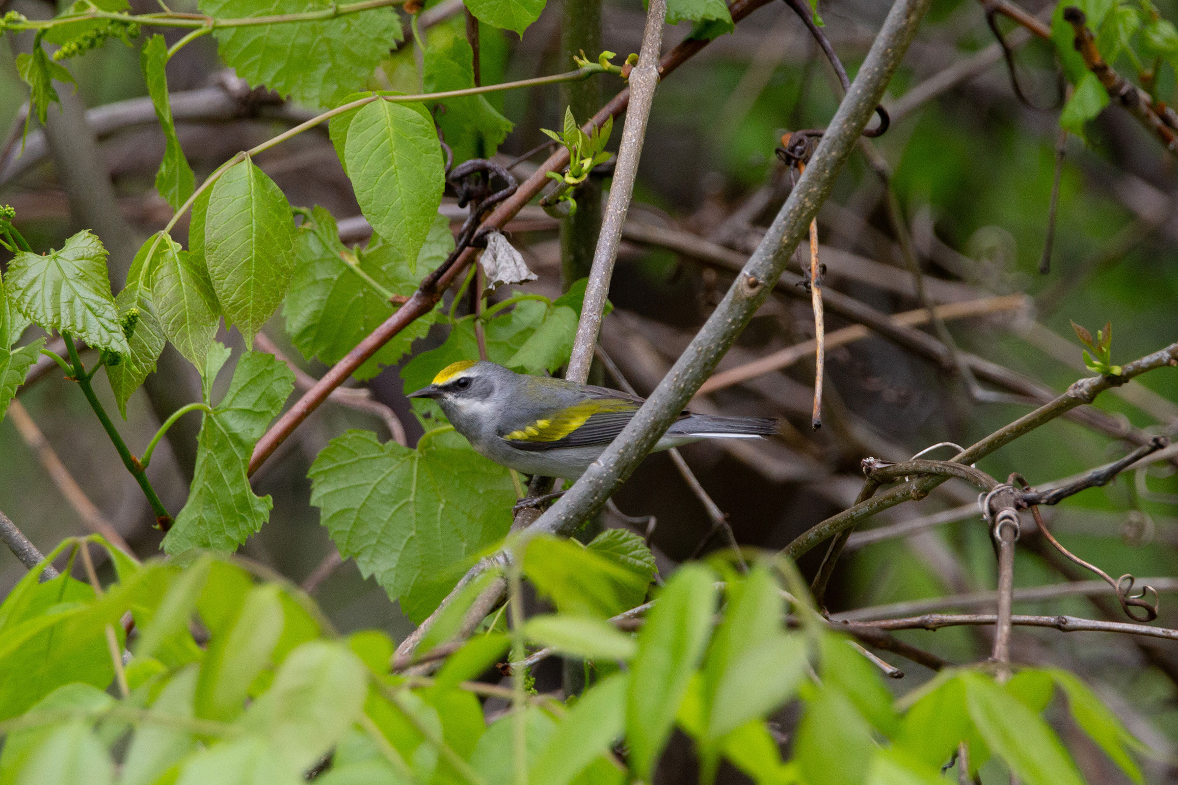 Golden-winged Warbler - Adult female, photo by Cole Lewis