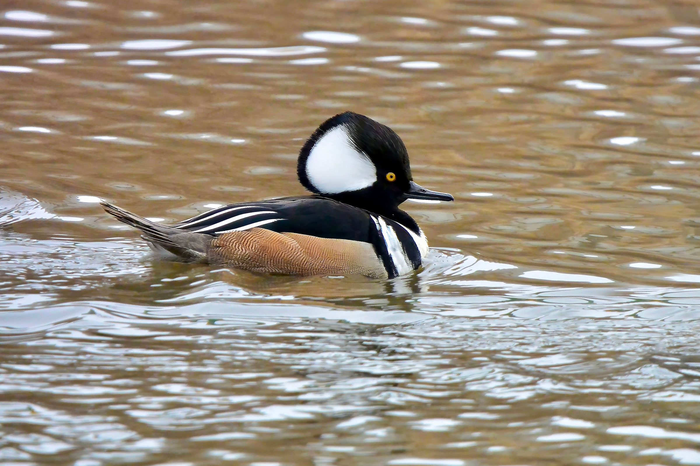 Hooded Merganser - Adult male, photo by Seth Honig