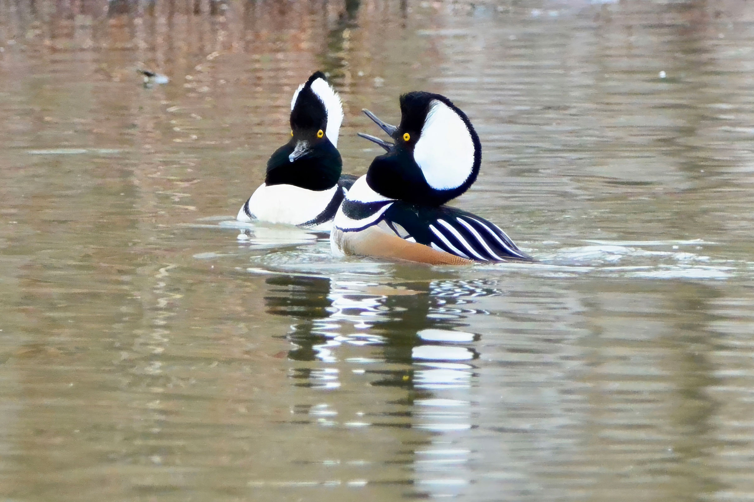 Hooded Merganser - Two males , photo by Seth Honig