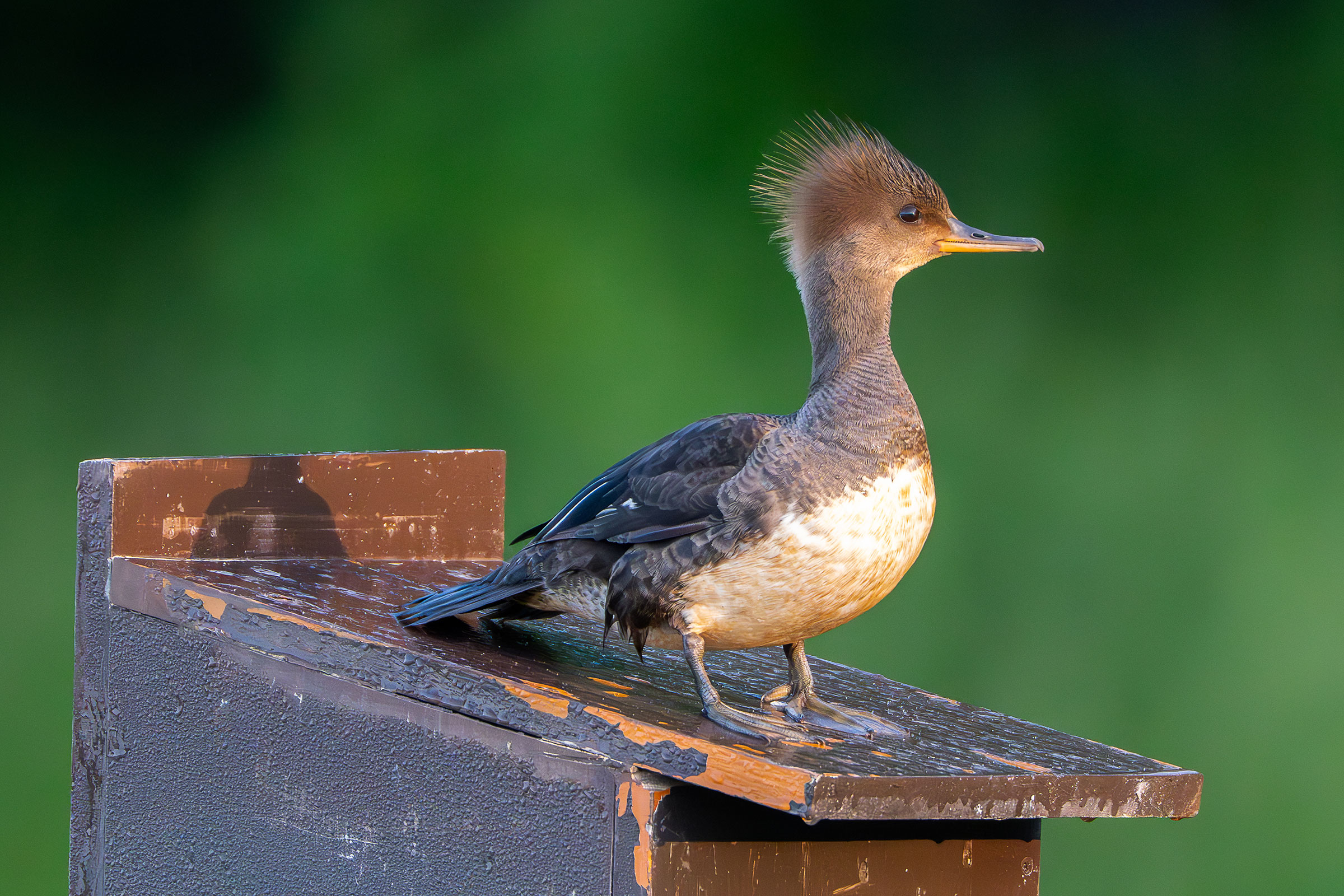 Hooded Merganser - Adult female on nest box, photo by Matthew Herron
