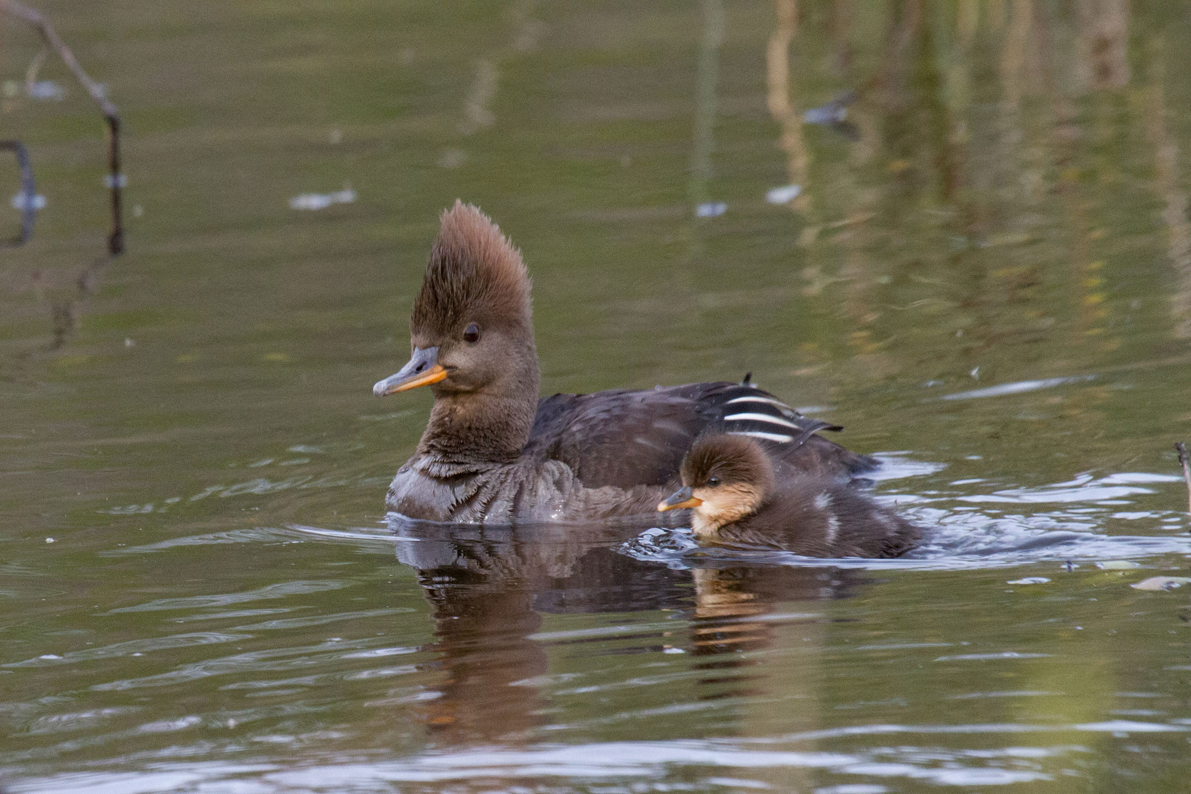 Hooded Merganser - Female with duckling, photo by Dixie Sommers