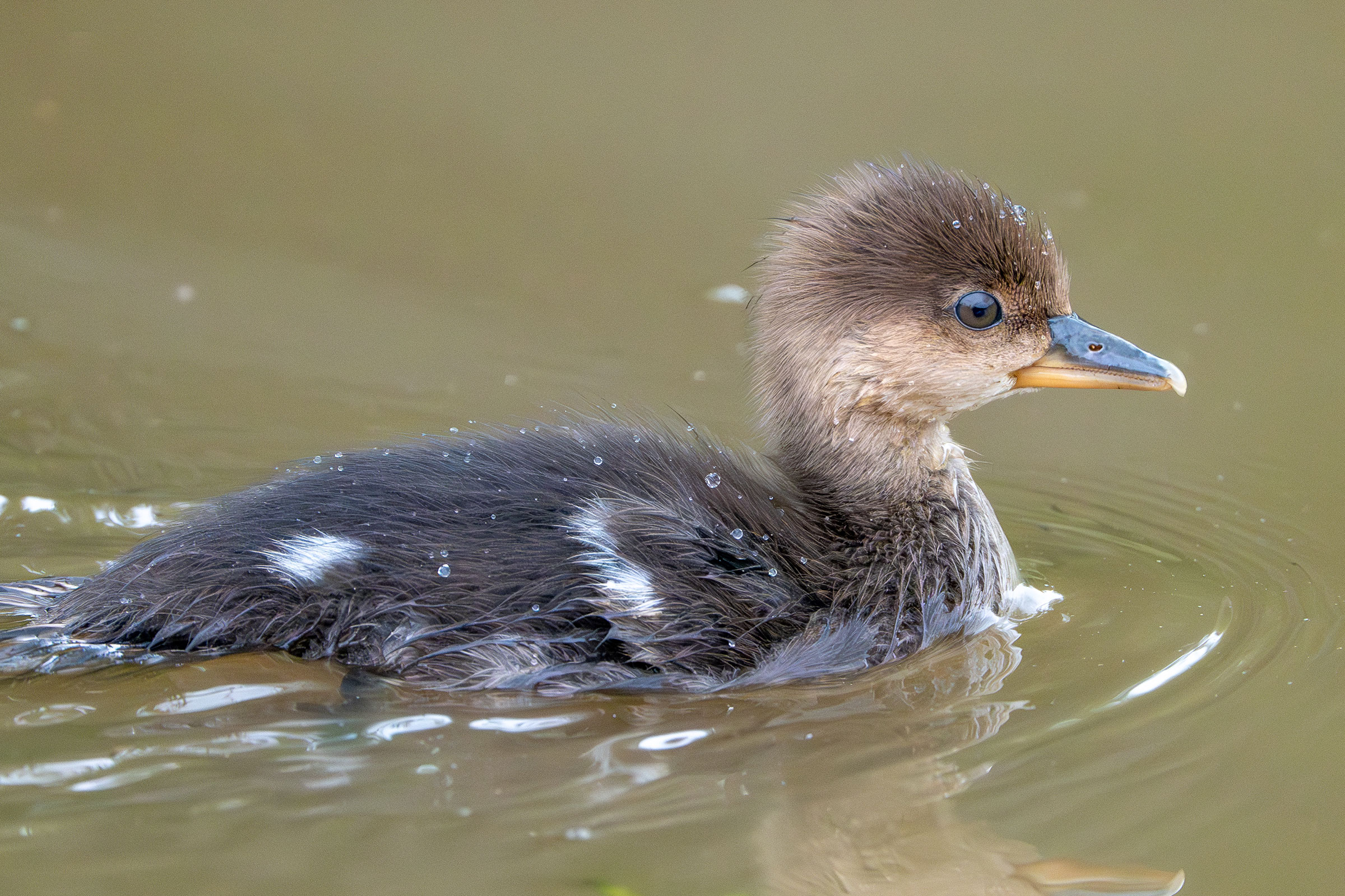 Hooded Merganser - Duckling, photo by Matthew Herron