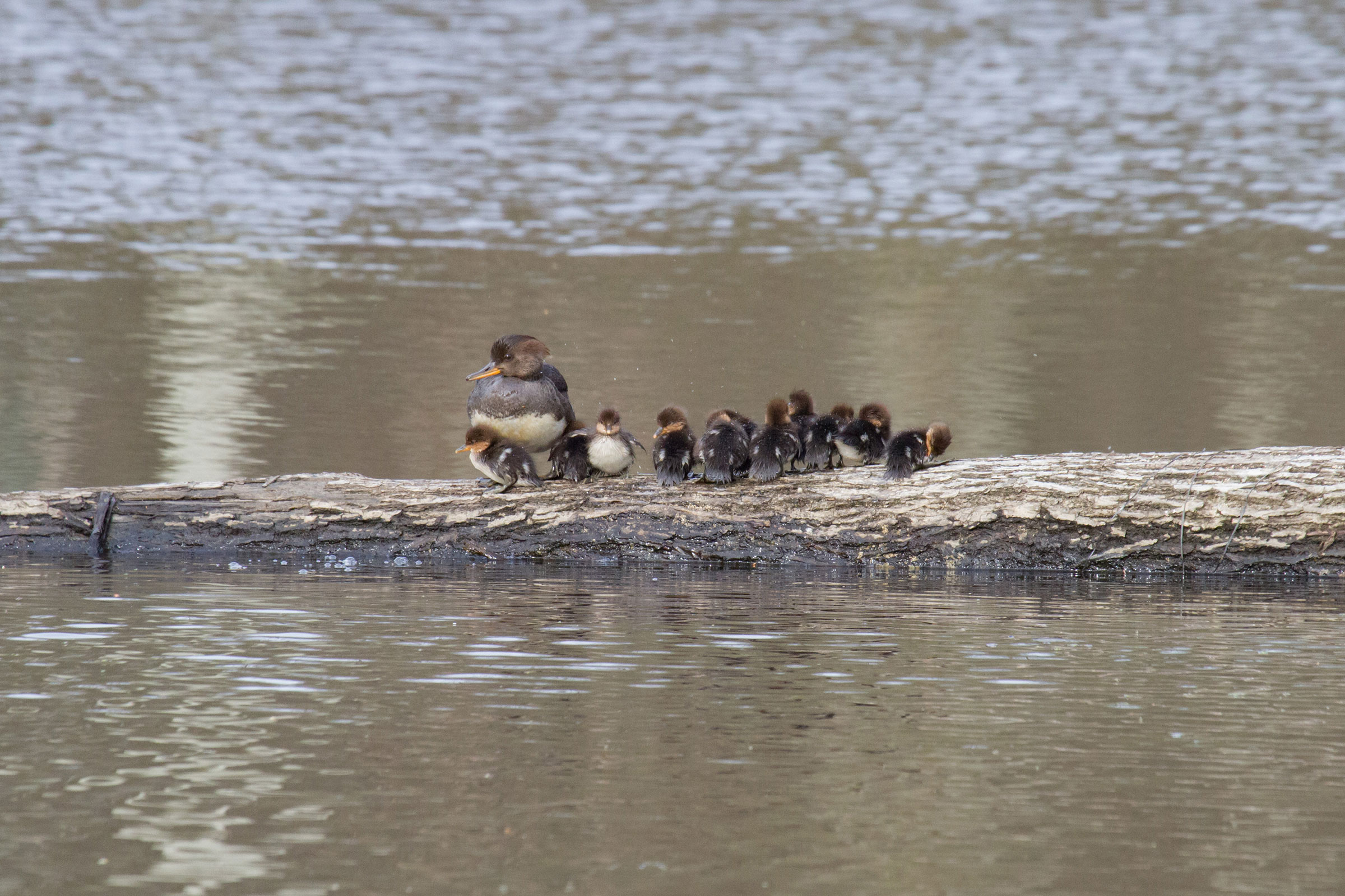 Hooded Merganser - Female with brood, photo by Dixie Sommers