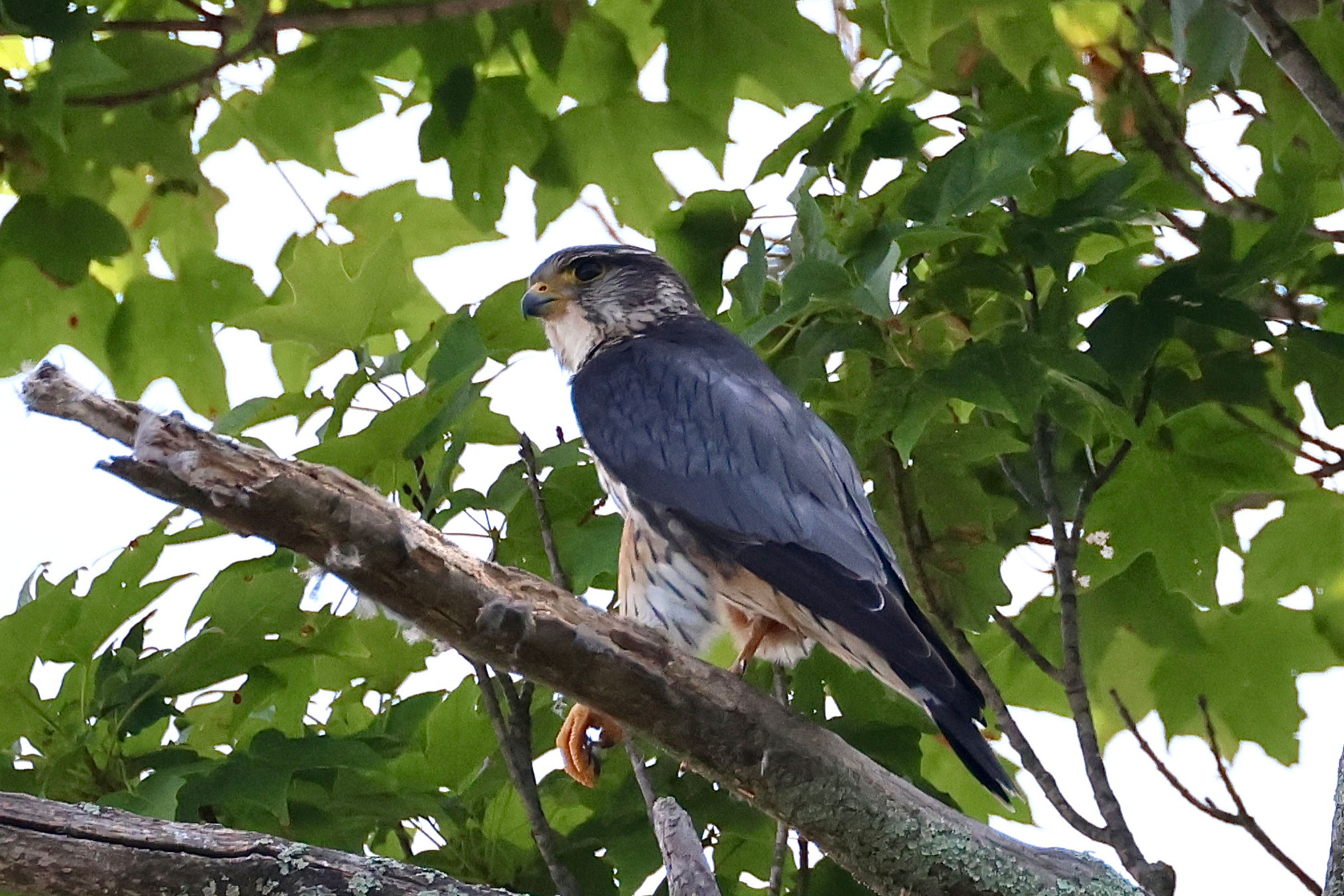 Merlin - Adult male, photo by Phil Lehman