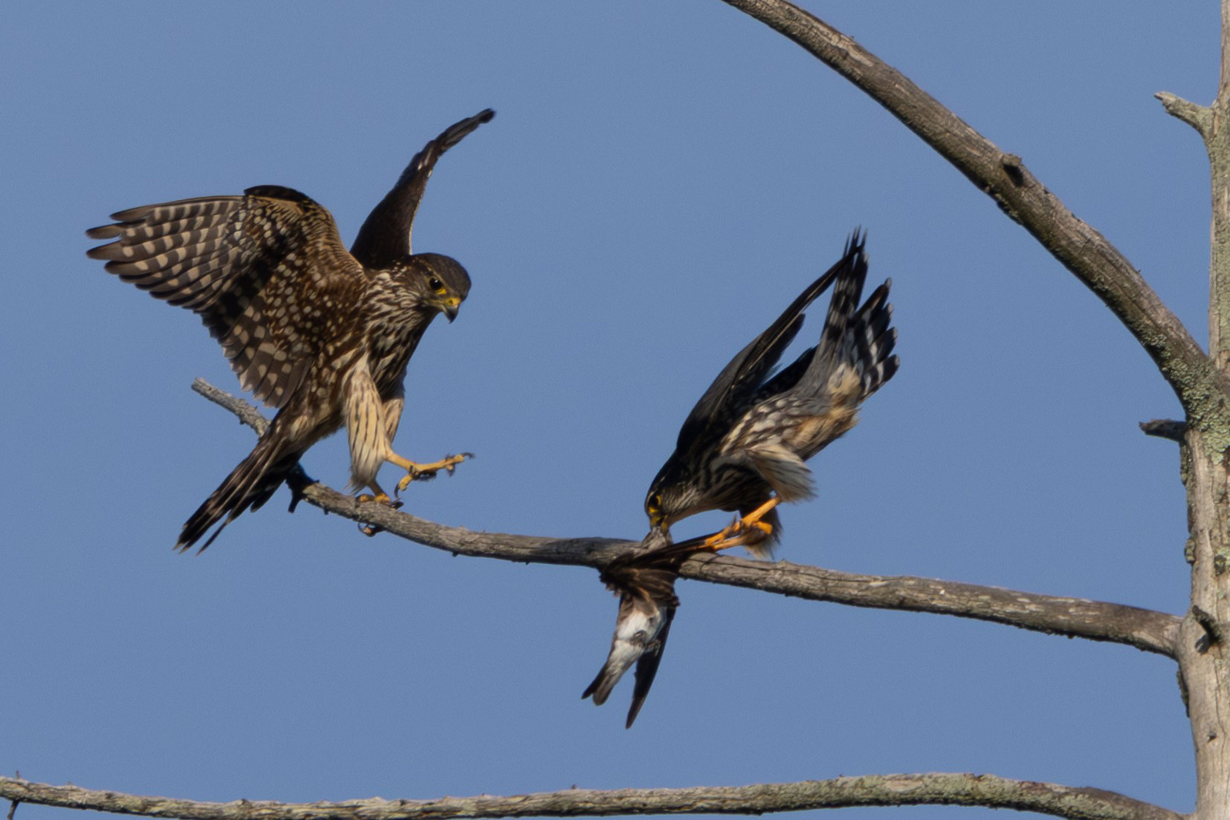Merlin - Male with food gift to female, photo by Phil Lehman