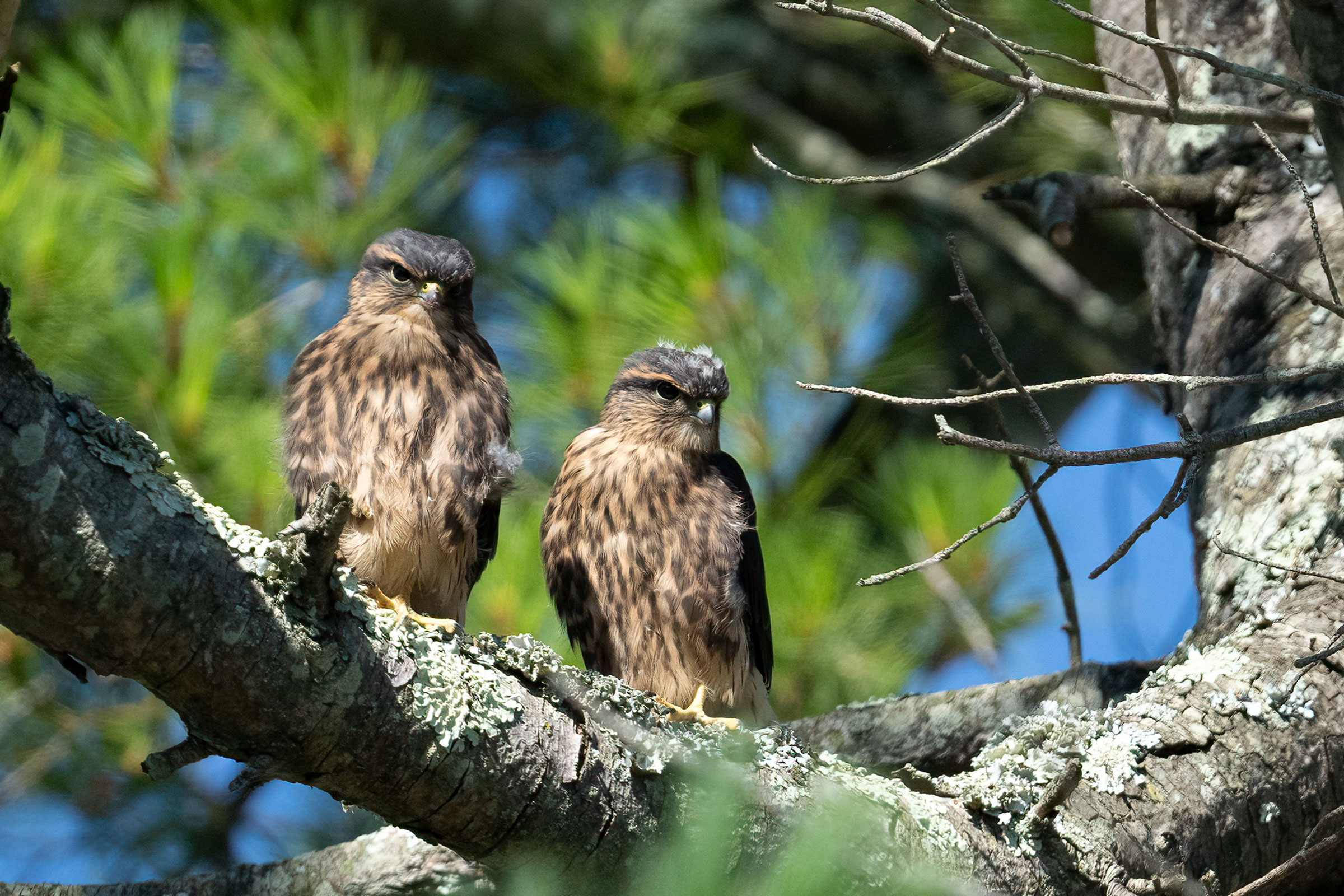 Merlin - Juveniles, photo by Garland Kitts
