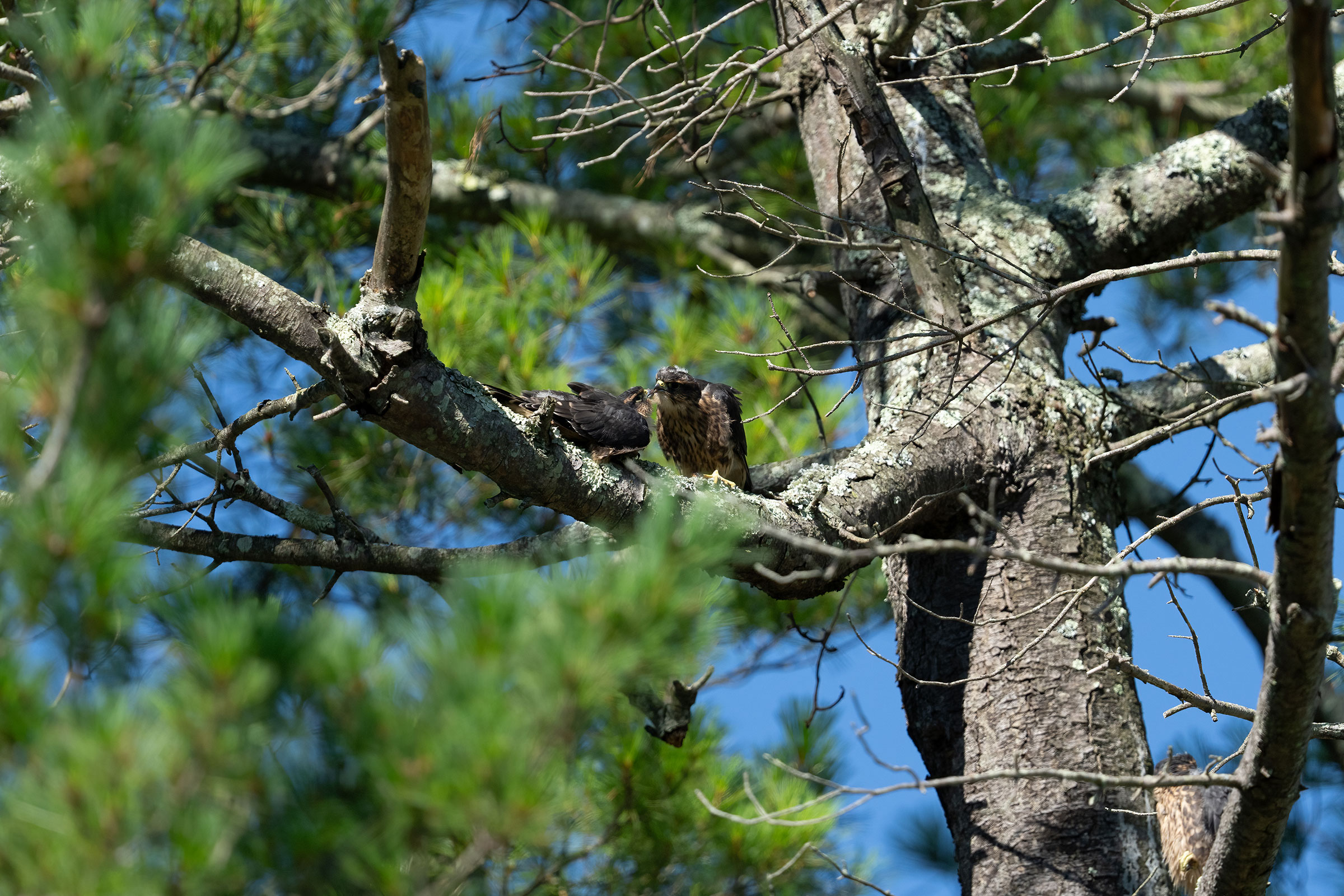 Merlin - Feeding young, photo by Garland Kitts