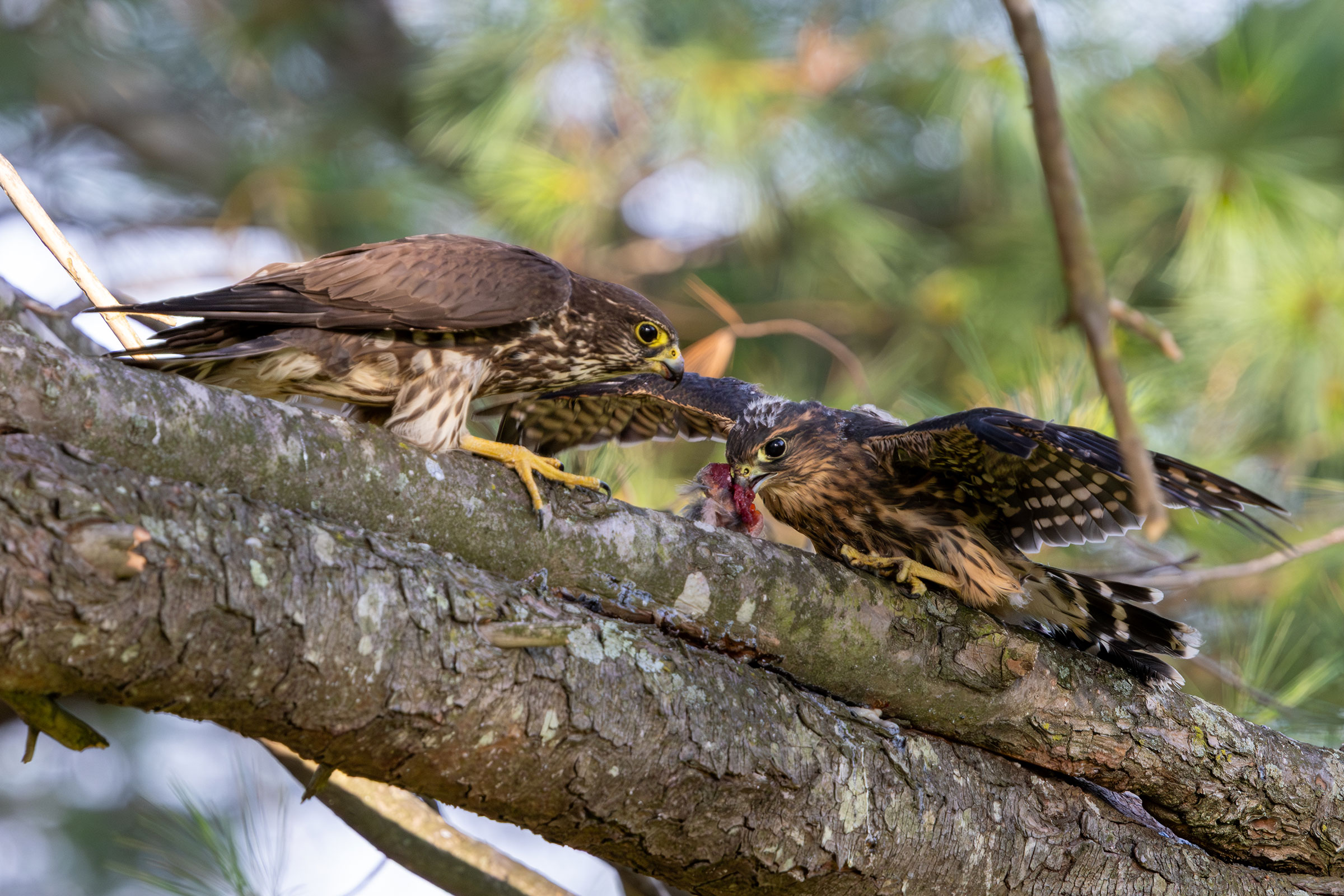 Merlin - Feeding young, photo by Gloria Schoenholtz