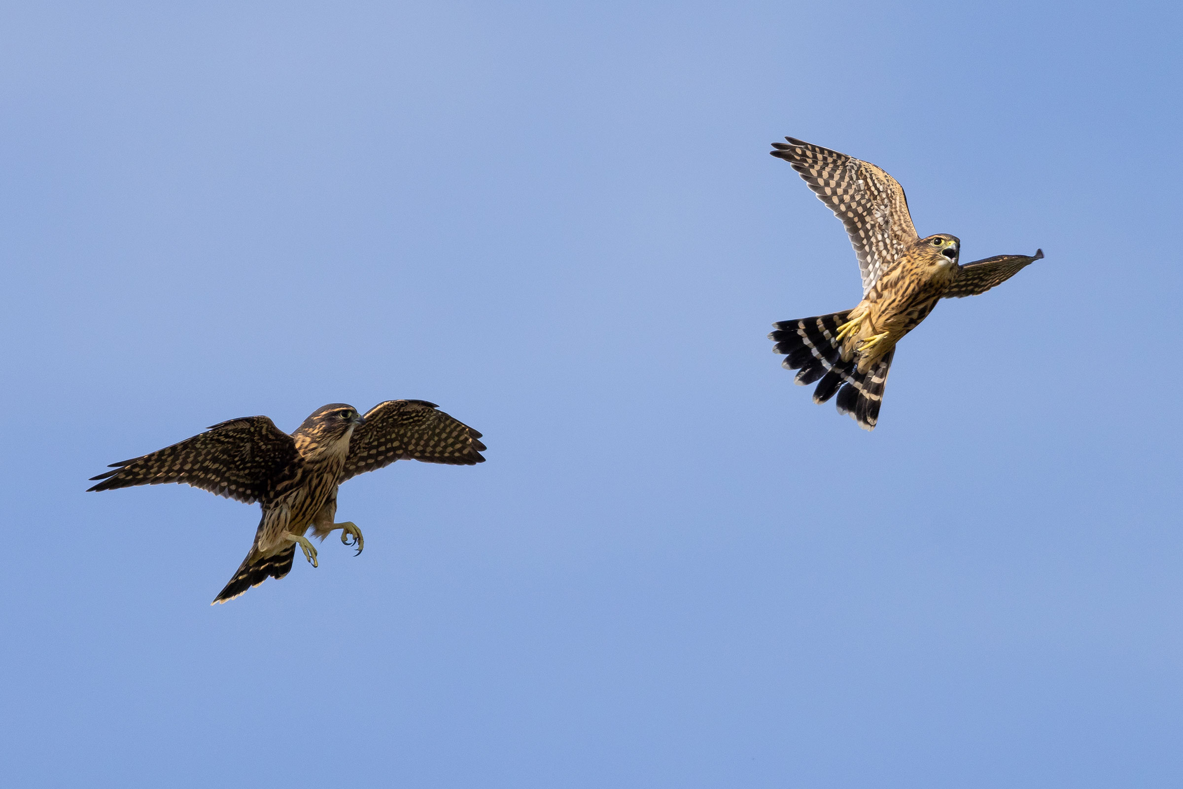 Merlin - Immatures, photo by Baxter Beamer