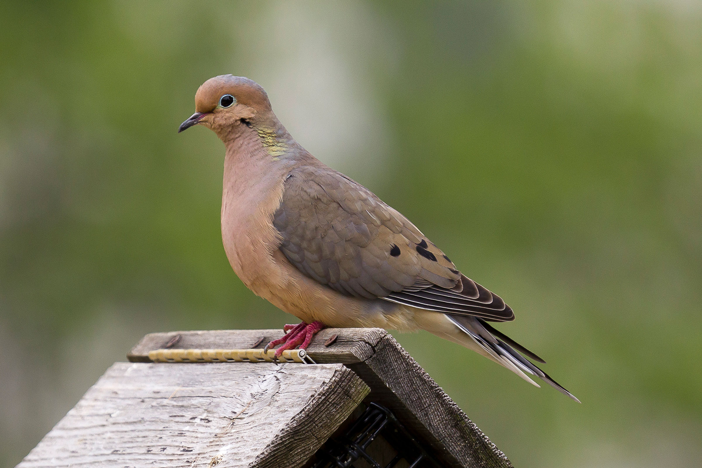 Mourning Dove - Adult, photo by Dave Boltz