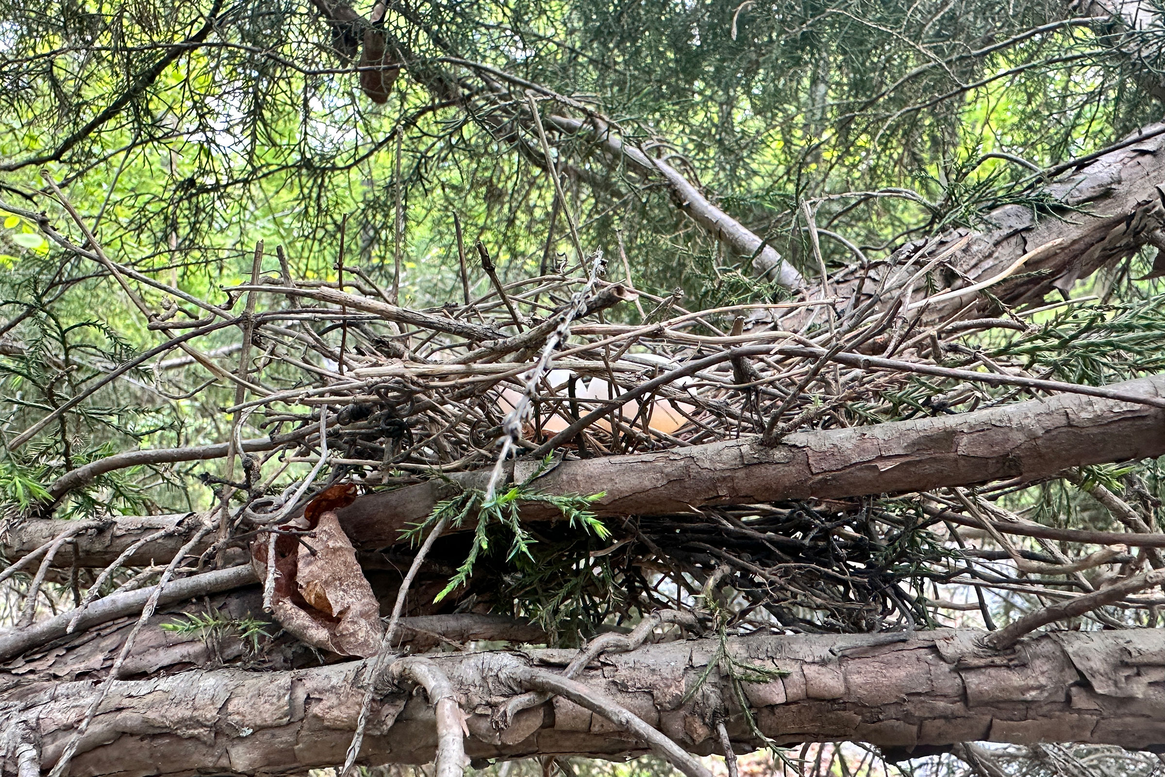 Mourning Dove - Nest with eggs, photo by Nick Garnhart