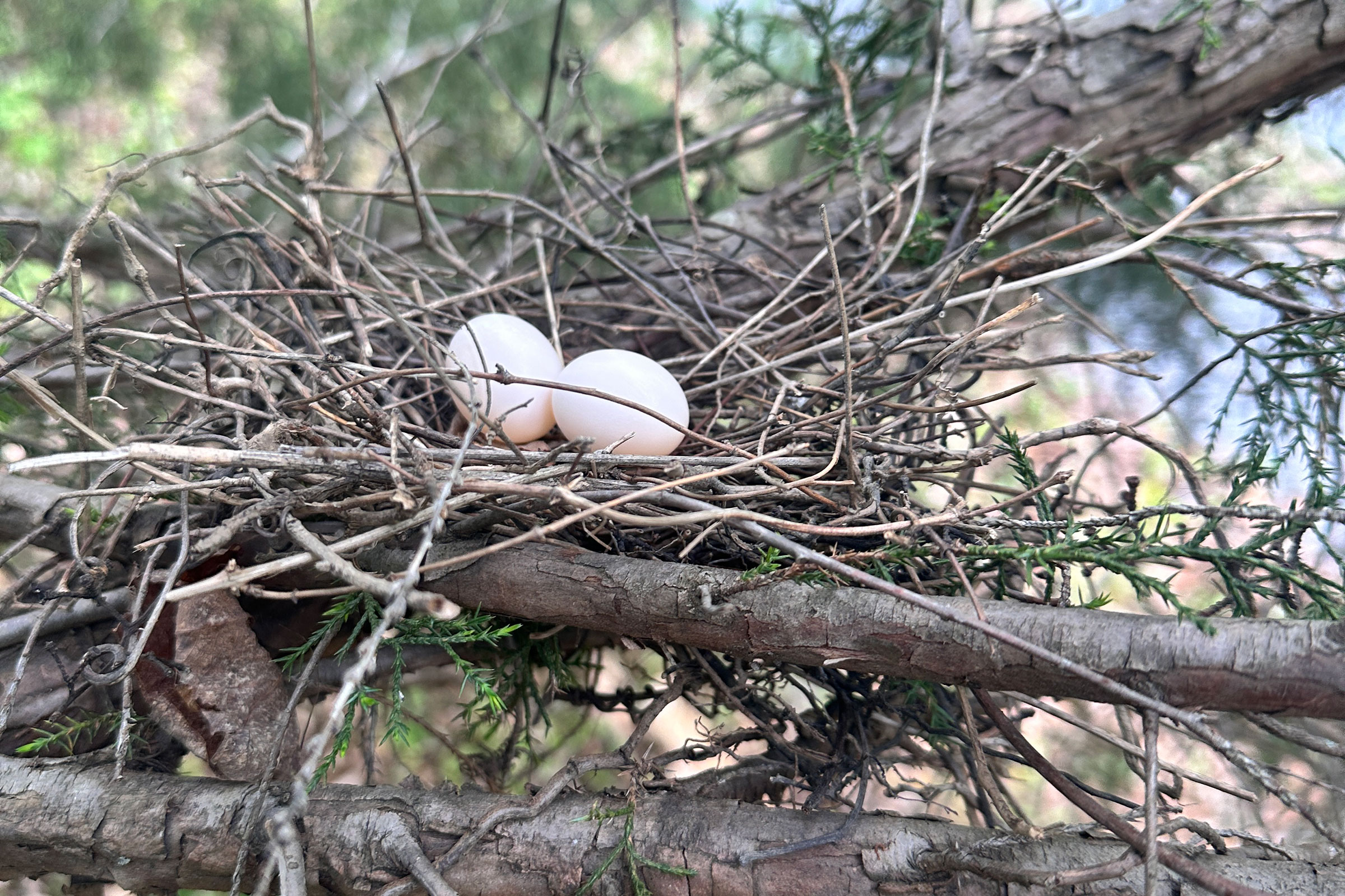 Mourning Dove - Nest with eggs, photo by Nick Garnhart