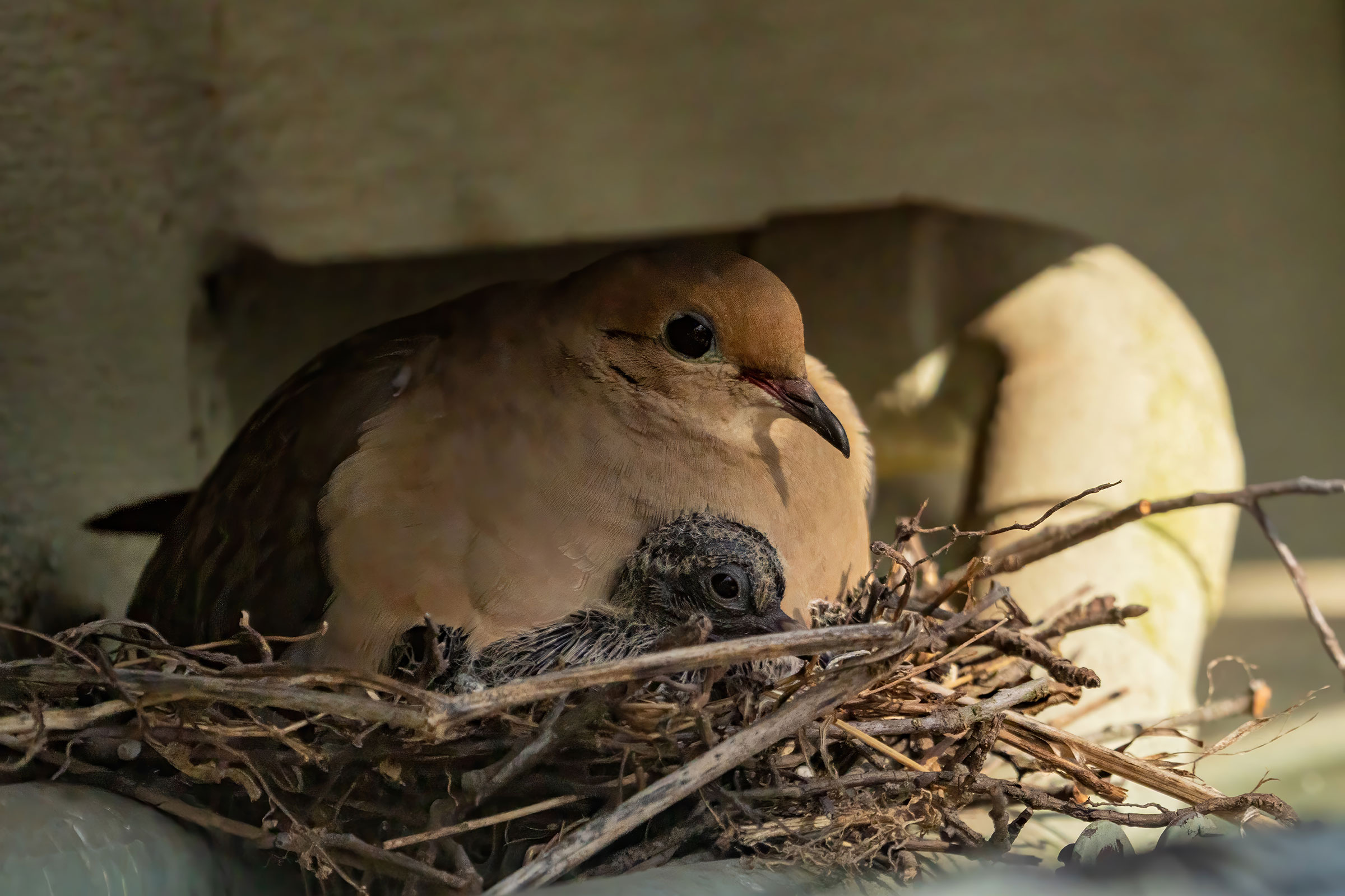 Mourning Dove - Adult on nest with chick, photo by Philip Mitchell