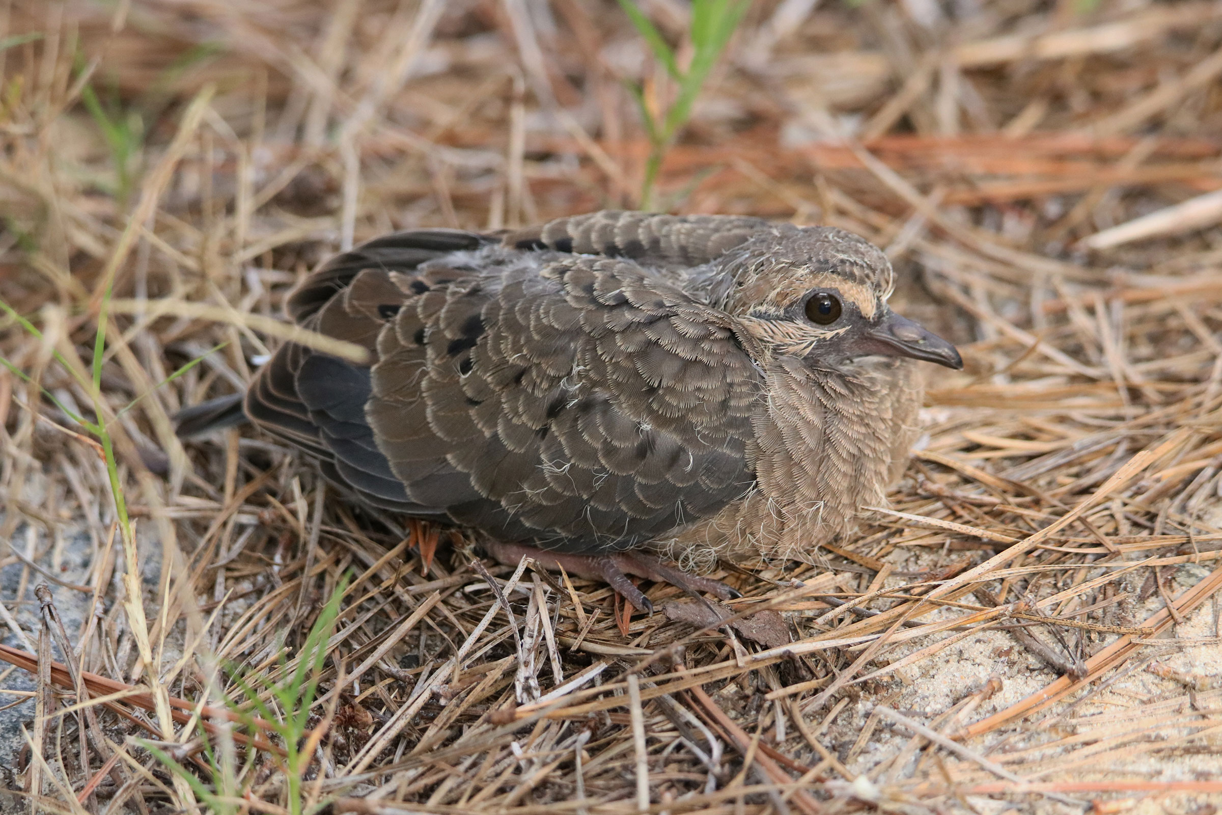 Mourning Dove - Immature, photo by Steve Myers