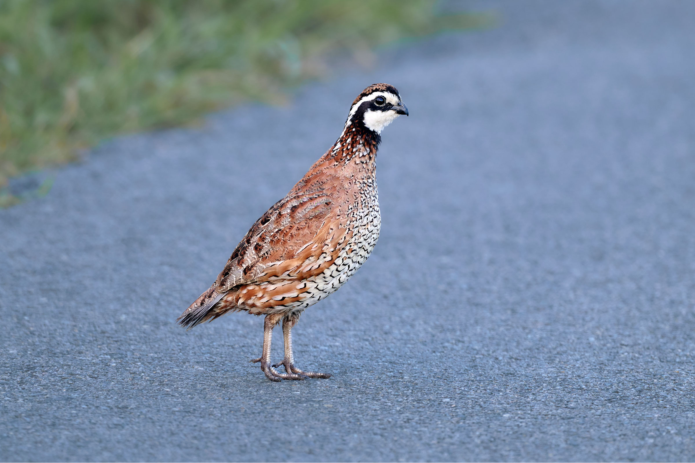 Northern Bobwhite - Adult male, photo by Corby Amos