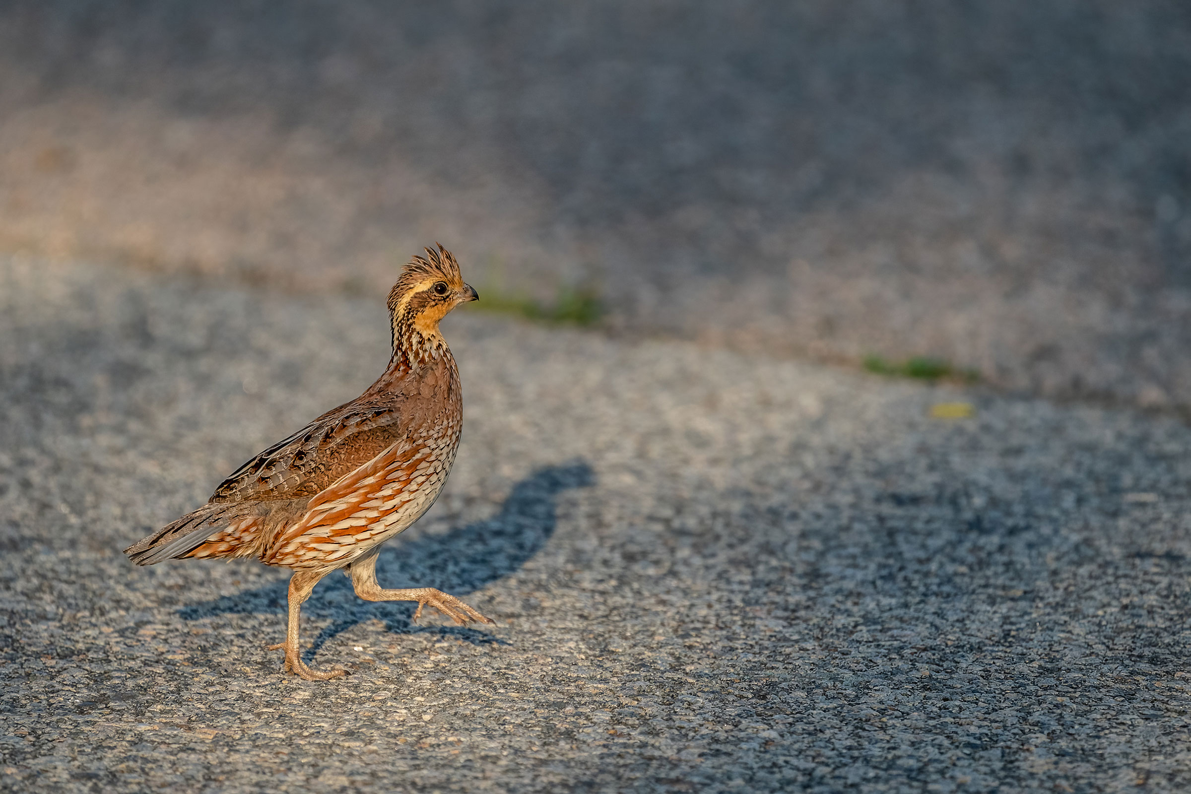 Northern Bobwhite - Adult female, photo by Bill Wood