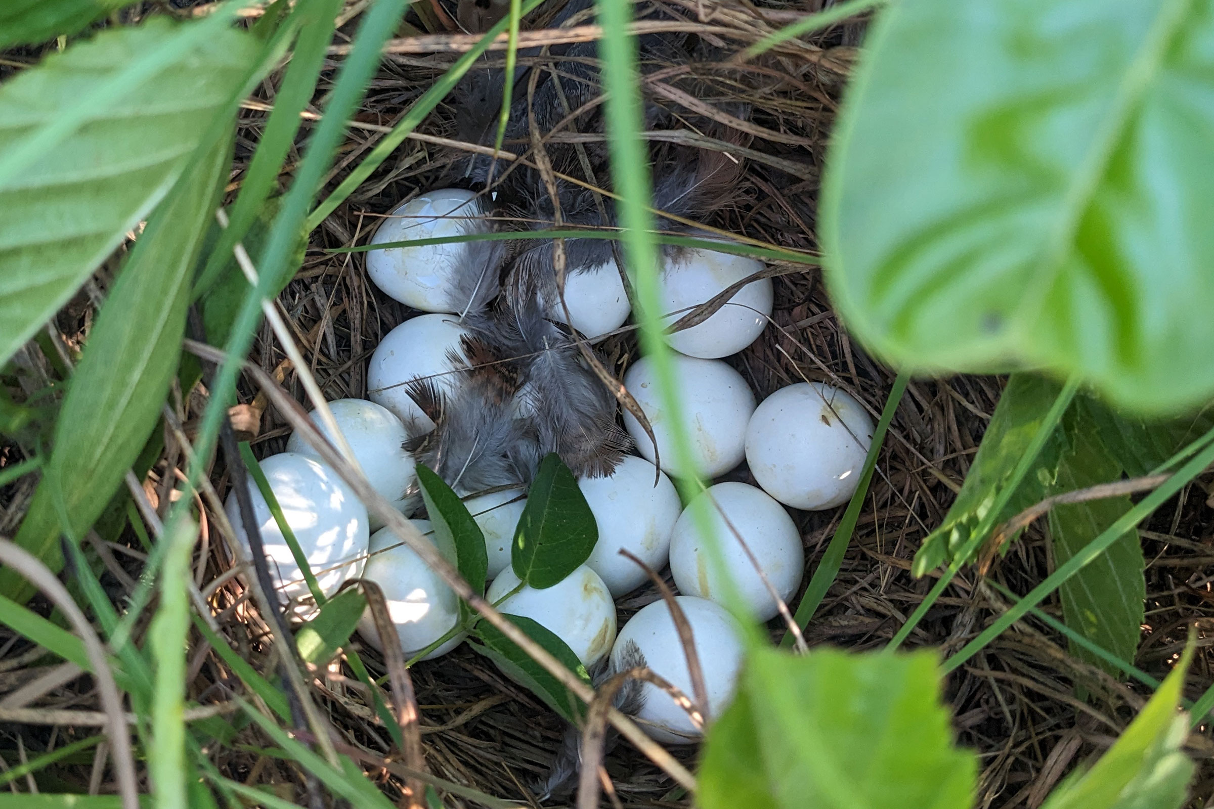 Northern Bobwhite - Nest with eggs, photo by Shawn Kurtzman