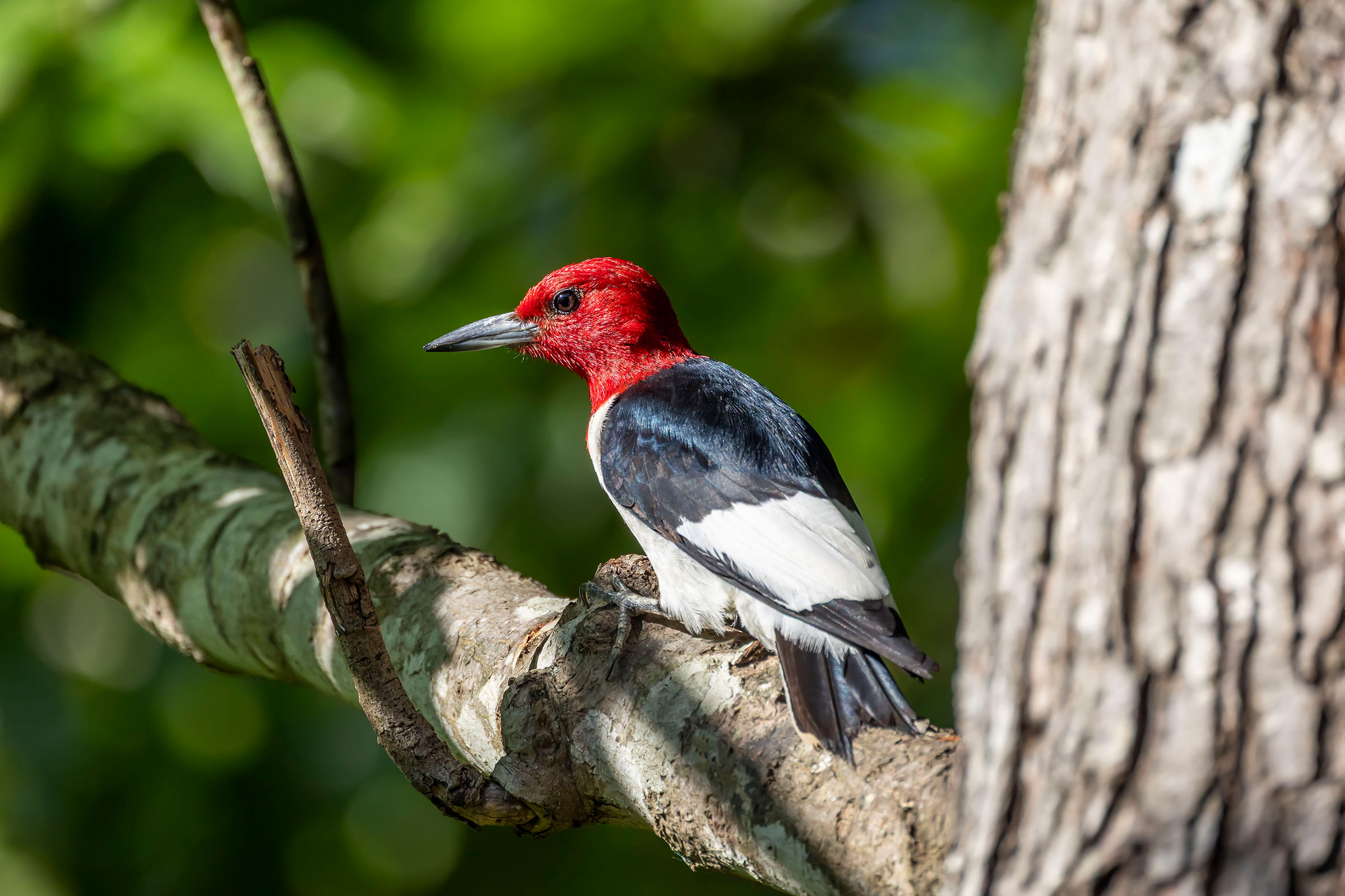 Red-headed Woodpecker - Adult, photo by Judy Jones