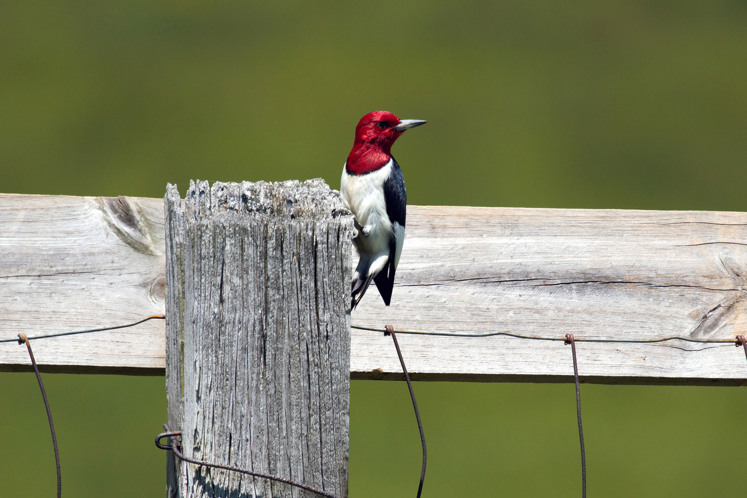 Red-headed Woodpecker - Adult on post, photo by Dave Boltz