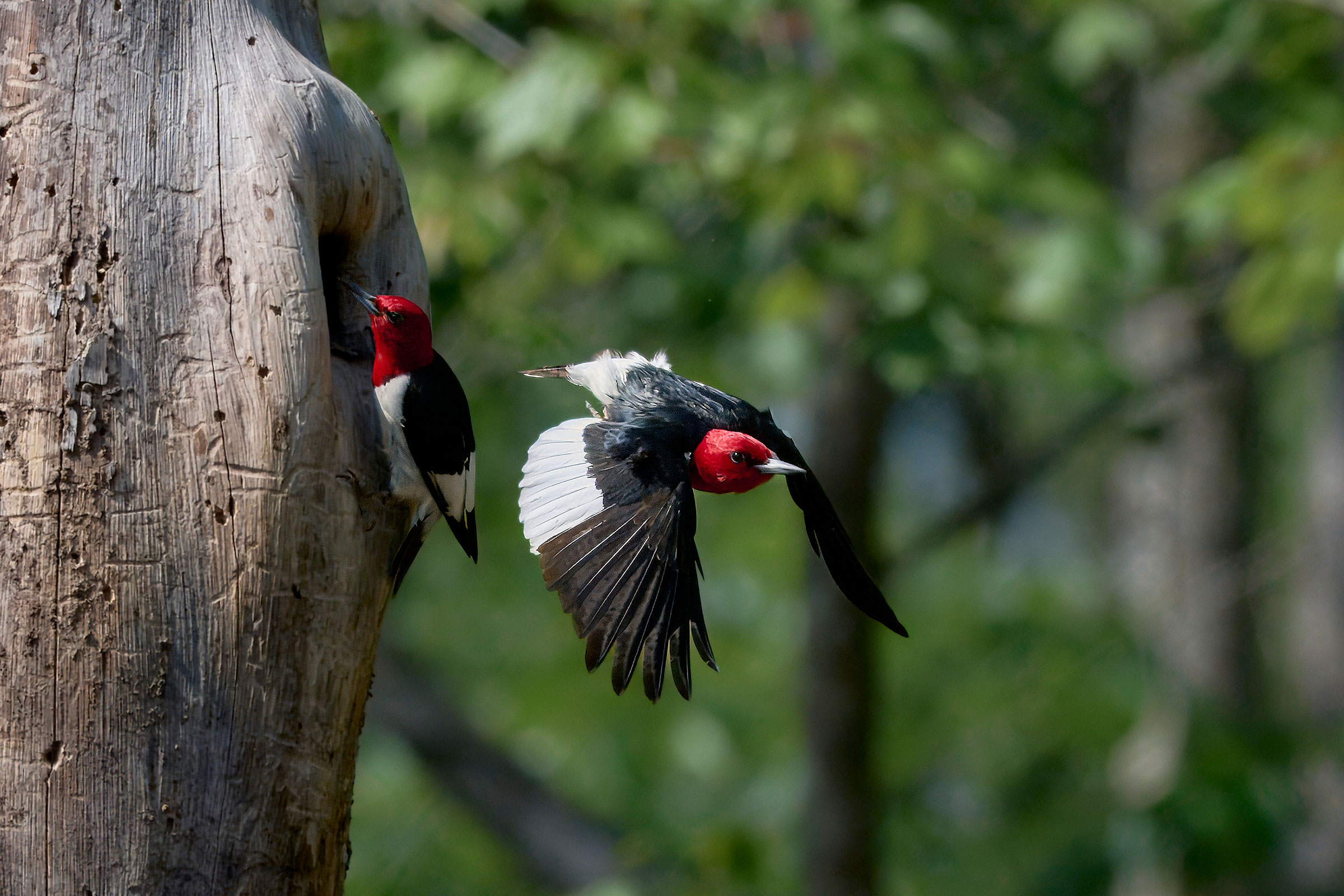 Red-headed Woodpecker - Pair at nest hole, photo by Corby Amos