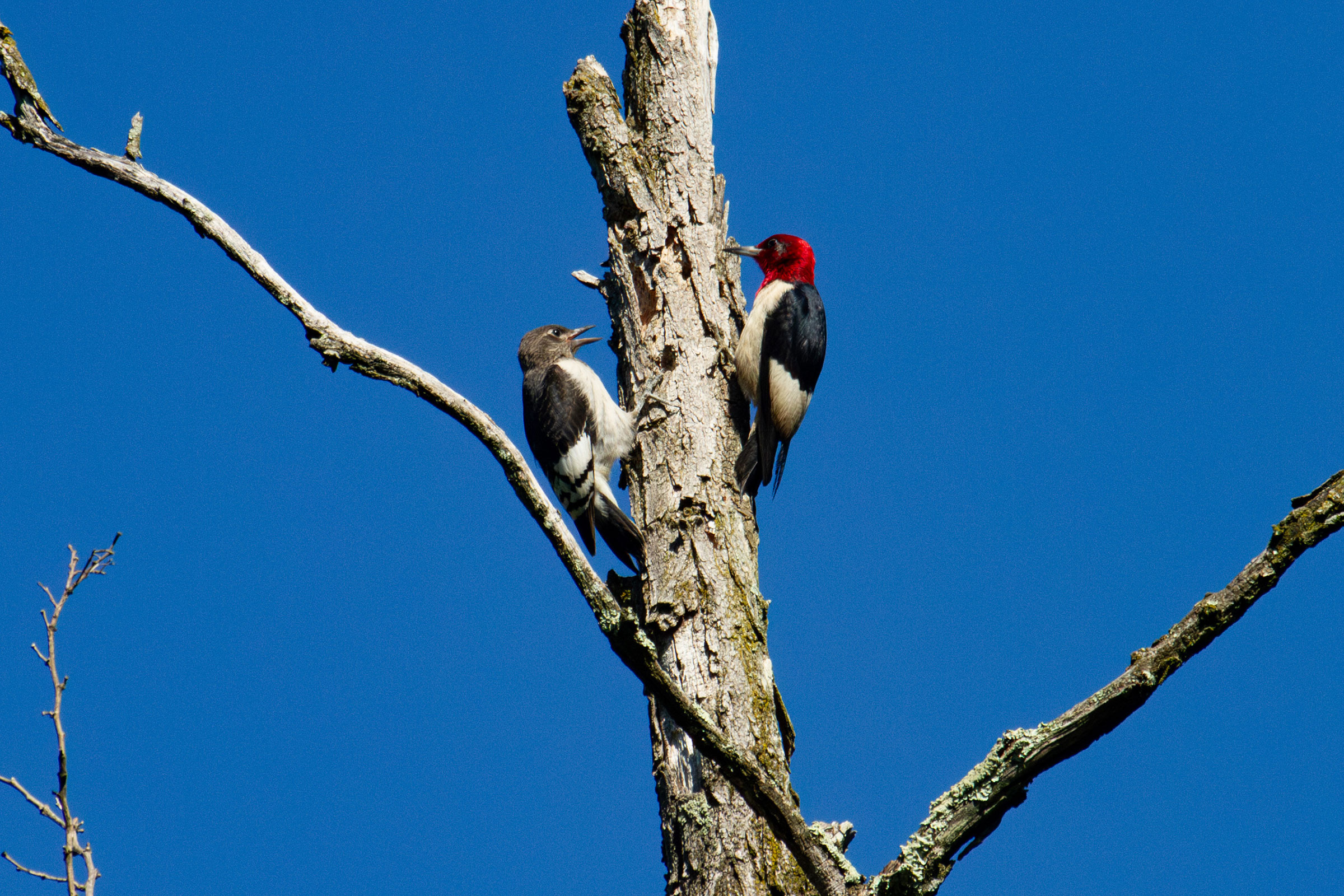 Red-headed Woodpecker - Adult with juvenile, photo by Dixie Sommers