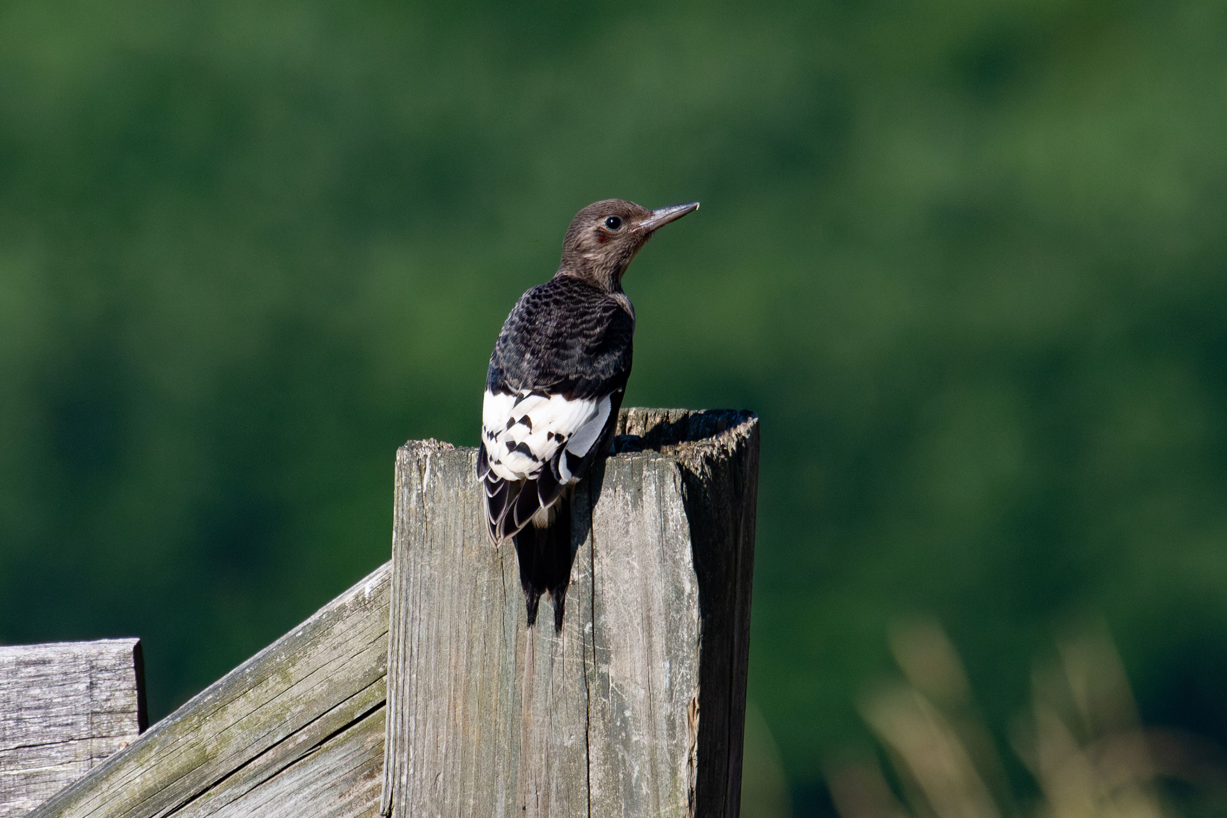 Red-headed Woodpecker - Juvenile, photo by Dixie Sommers