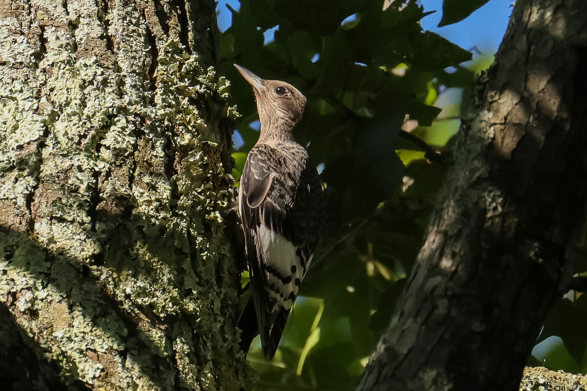Red-headed Woodpecker - Juvenile, photo by Deborah Humphries