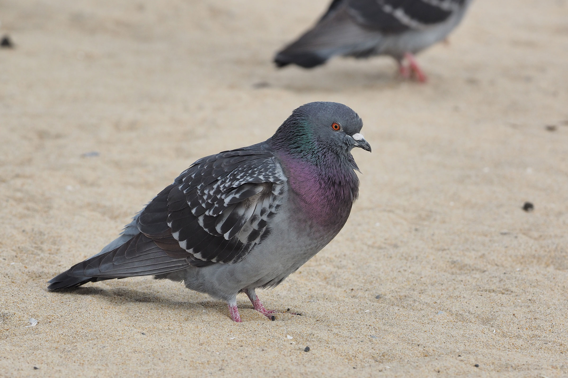 Rock Pigeon - Adult, photo by Judy Gallagher