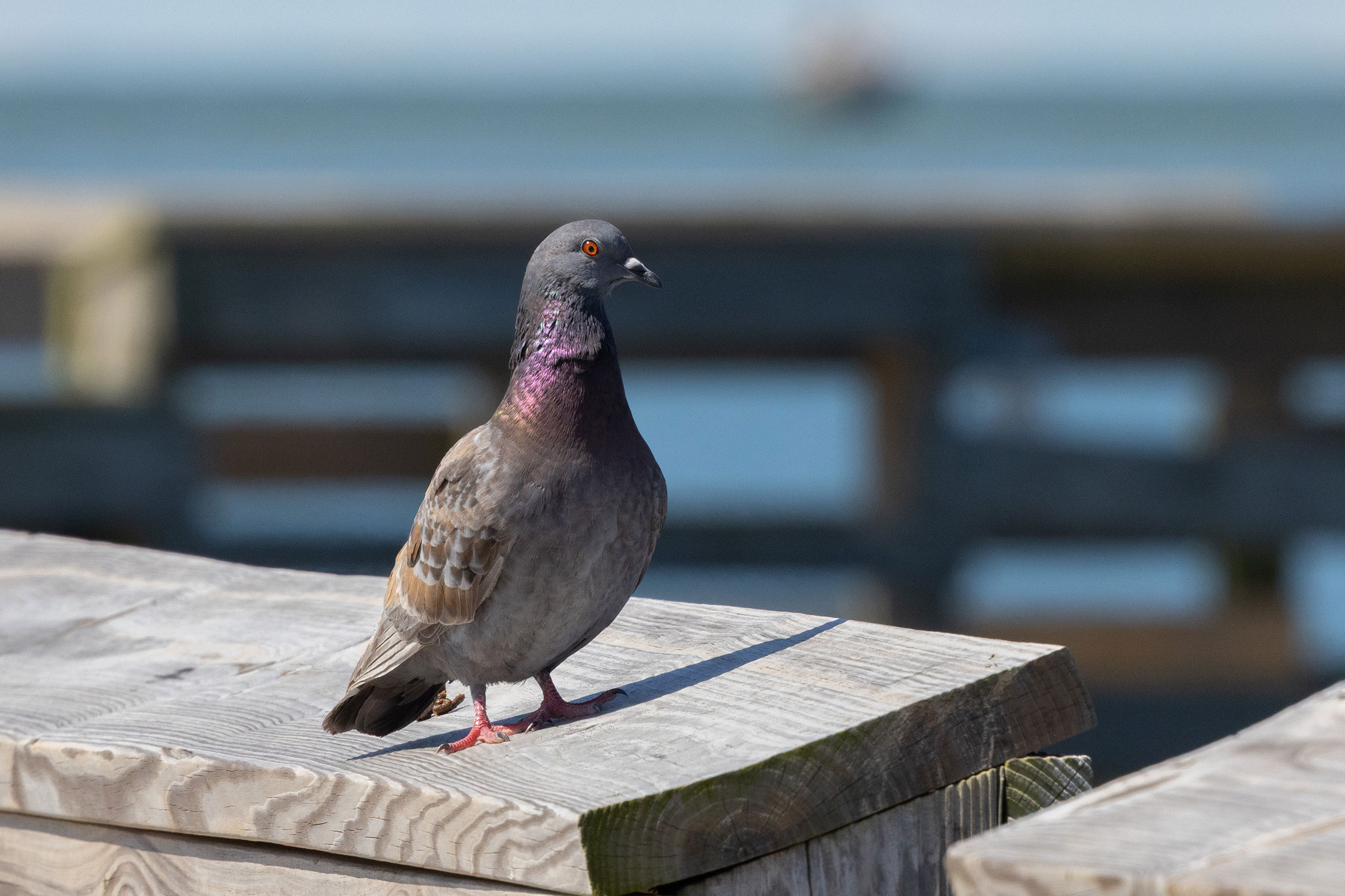 Rock Pigeon - Adult, photo by Dixie Sommers