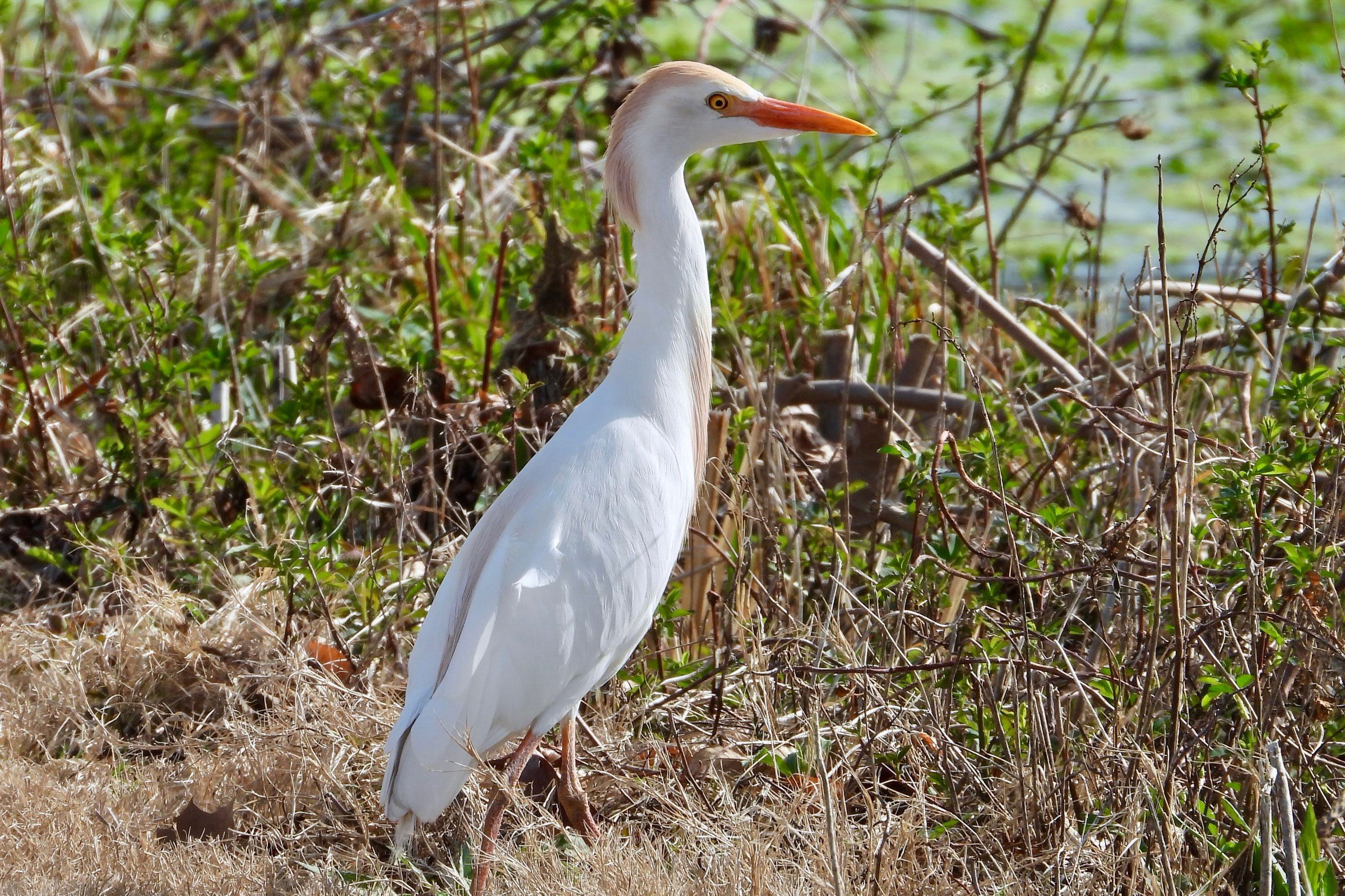 Western Cattle Egret - Adult, photo by Alexander Holloway