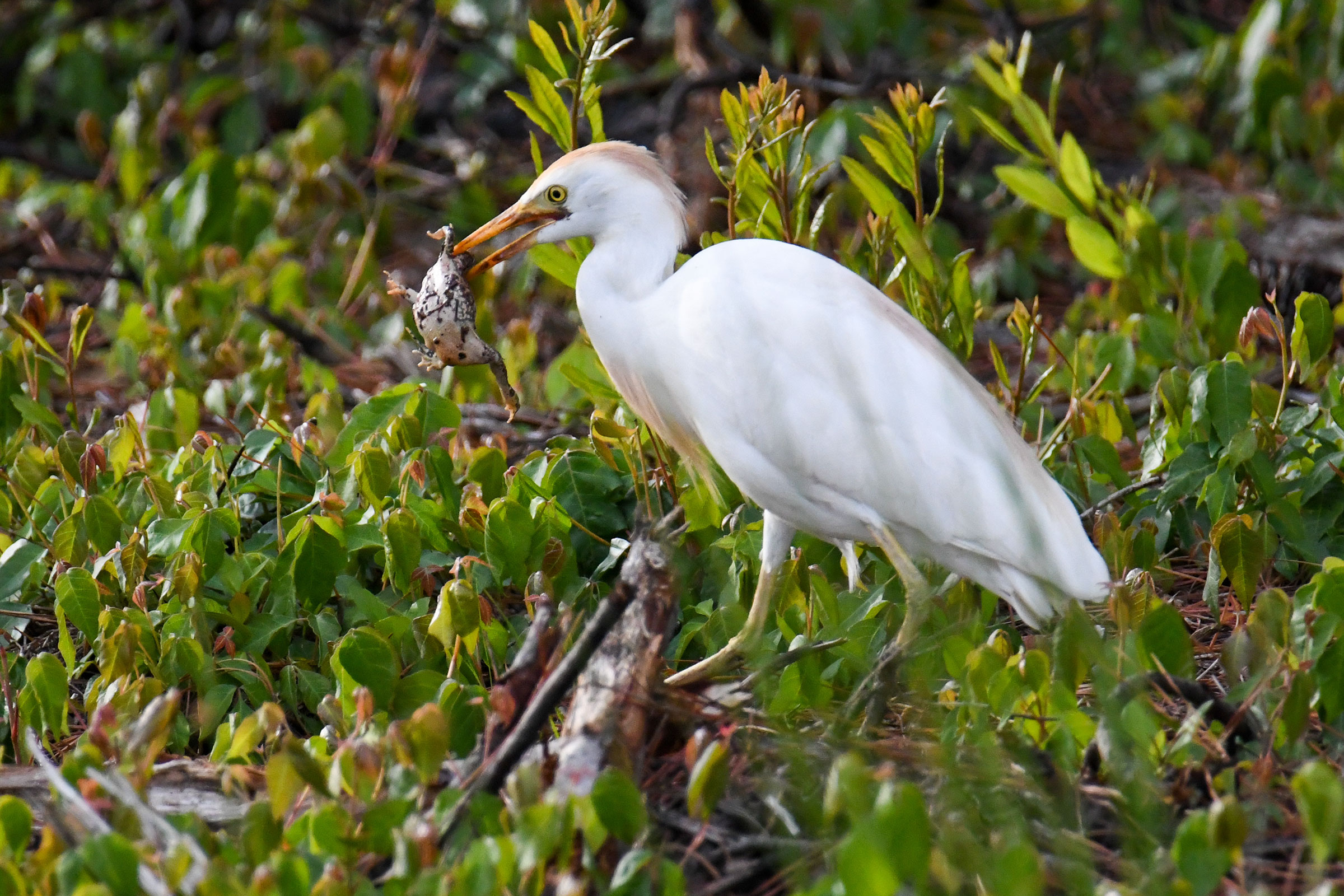 Western Cattle Egret - Adult with food, photo by David Chernack