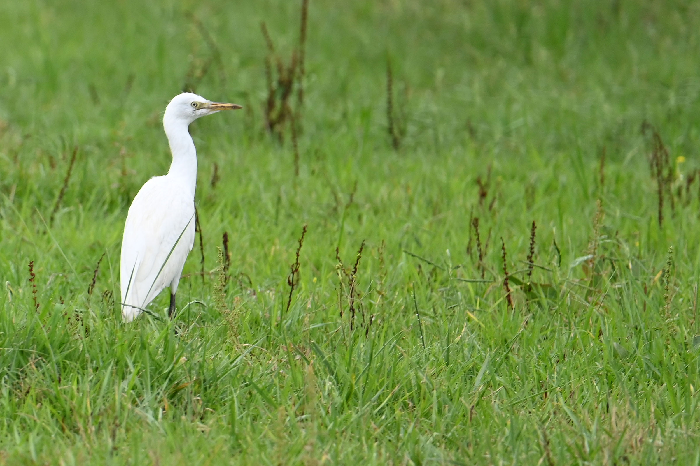 Western Cattle Egret - Immature, photo by Rob Bielawski