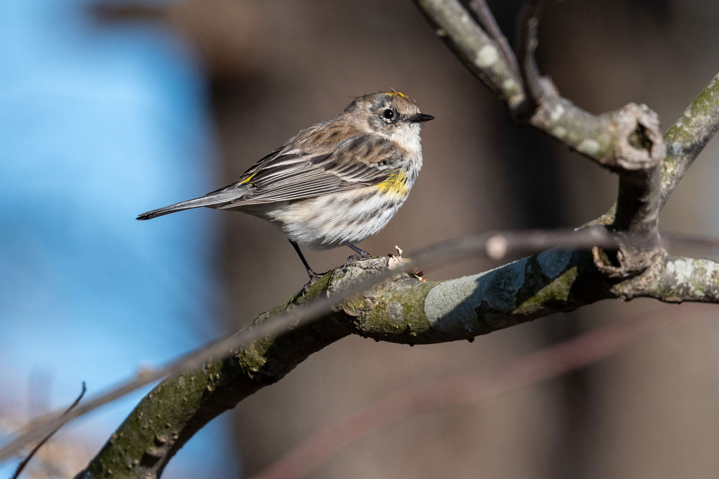Yellow-rumped Warbler - Adult female, photo by Joe Mahaffey