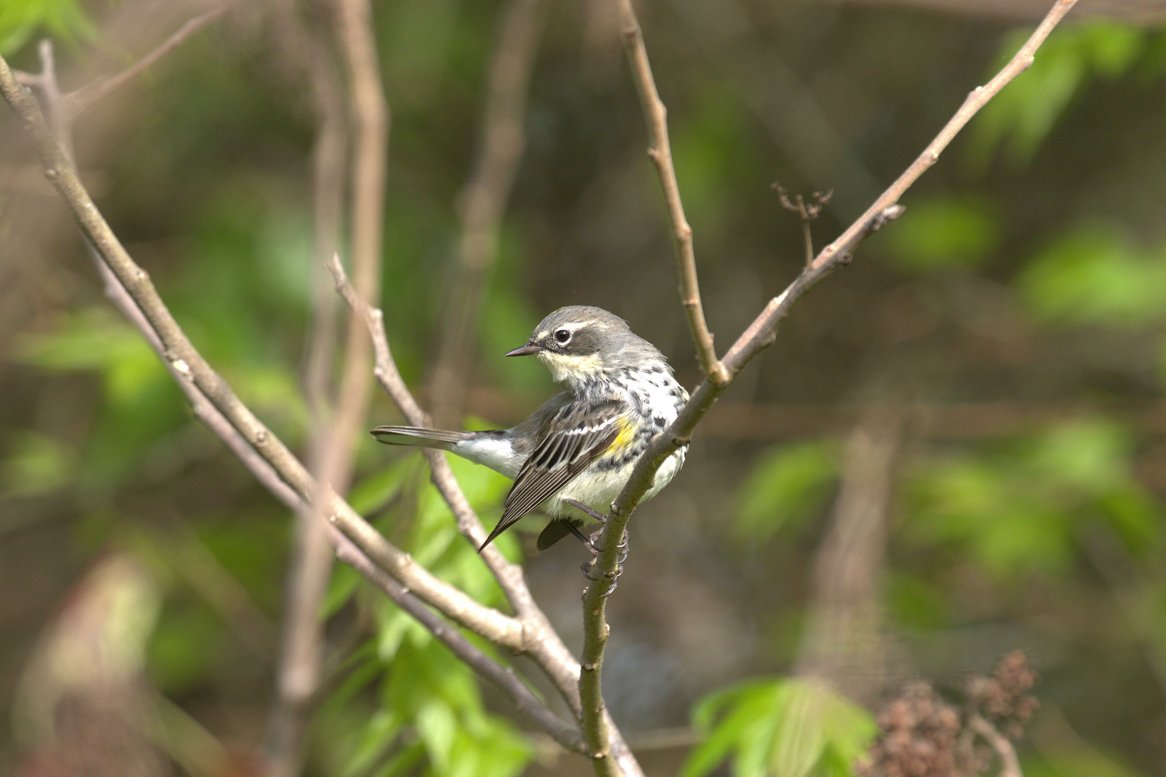 Yellow-rumped Warbler - Adult female, photo by Nik Teichmann
