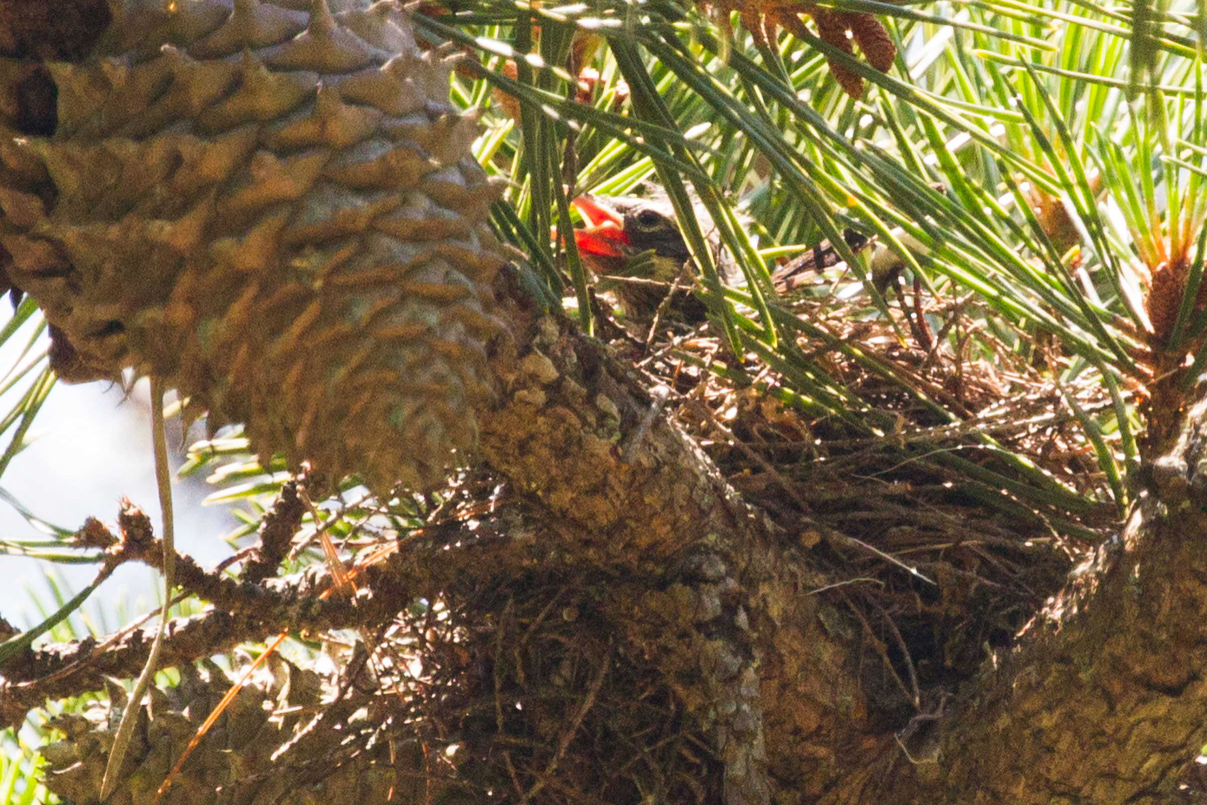 Yellow-rumped Warbler - Nest with young, photo by Diane Lepkowski