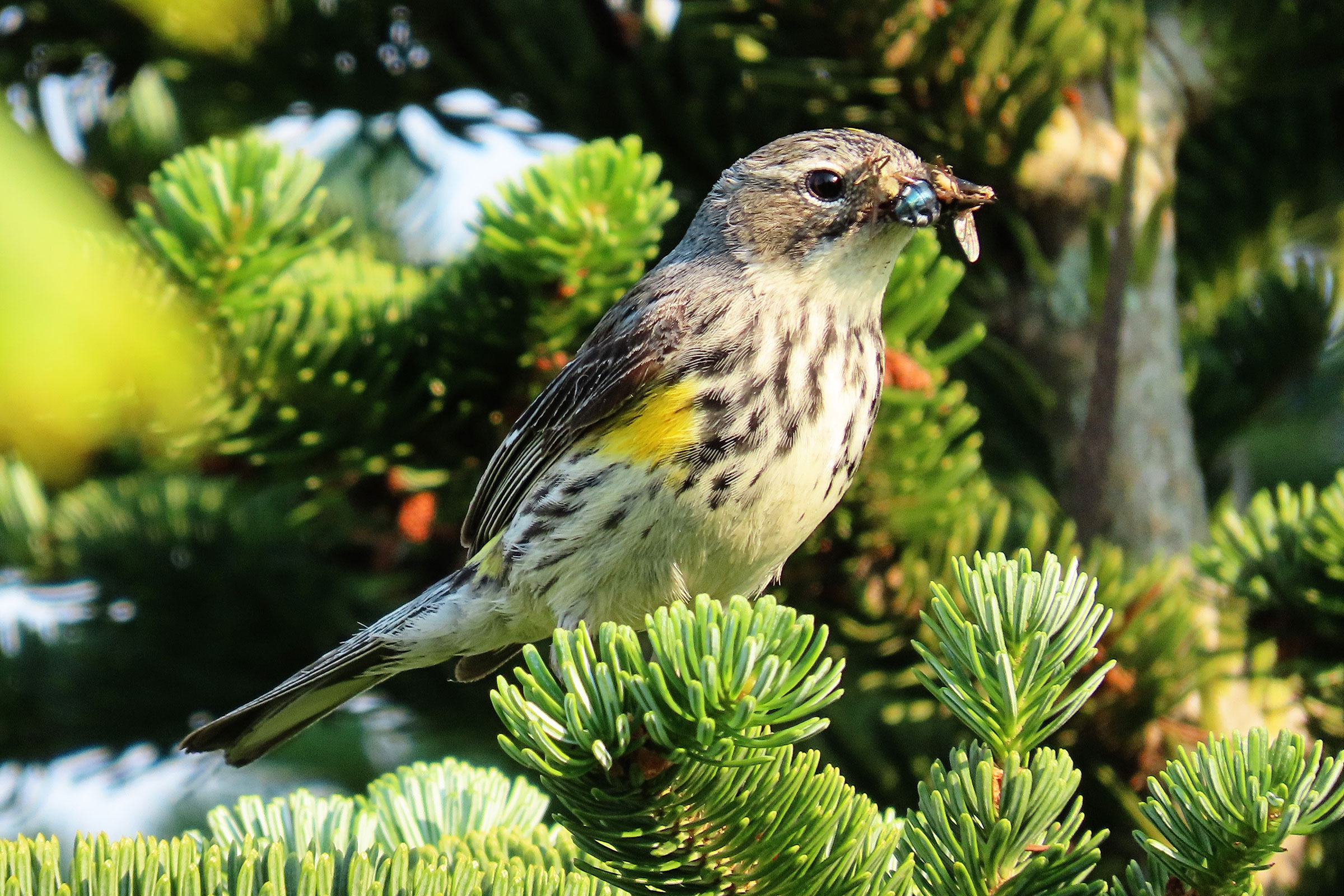 Yellow-rumped Warbler - Female carrying food, photo by Phil Lehman