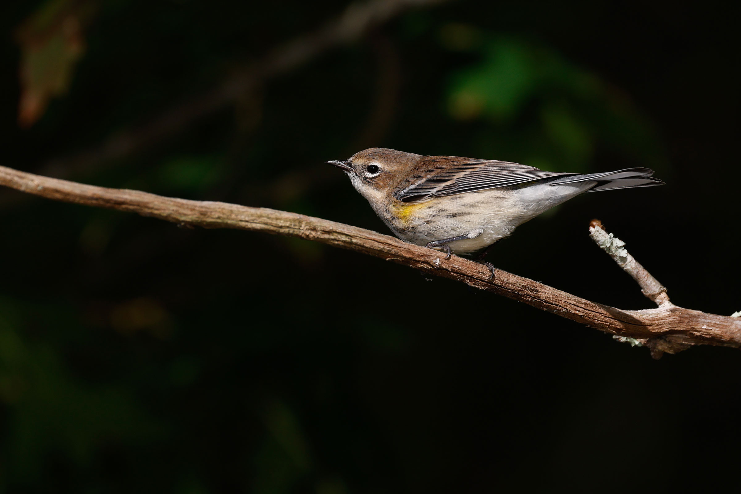 Yellow-rumped Warbler - Immature, photo by Baxter Beamer